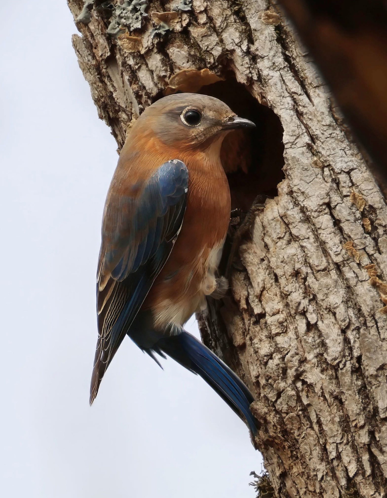 Birds: nature's little wonders!