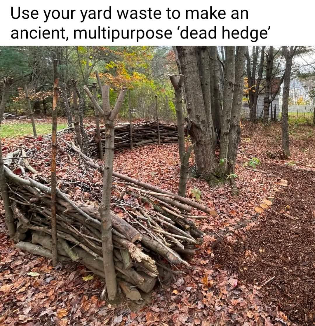 The Crucial Role of Dead Wood in Supporting Biodiversity