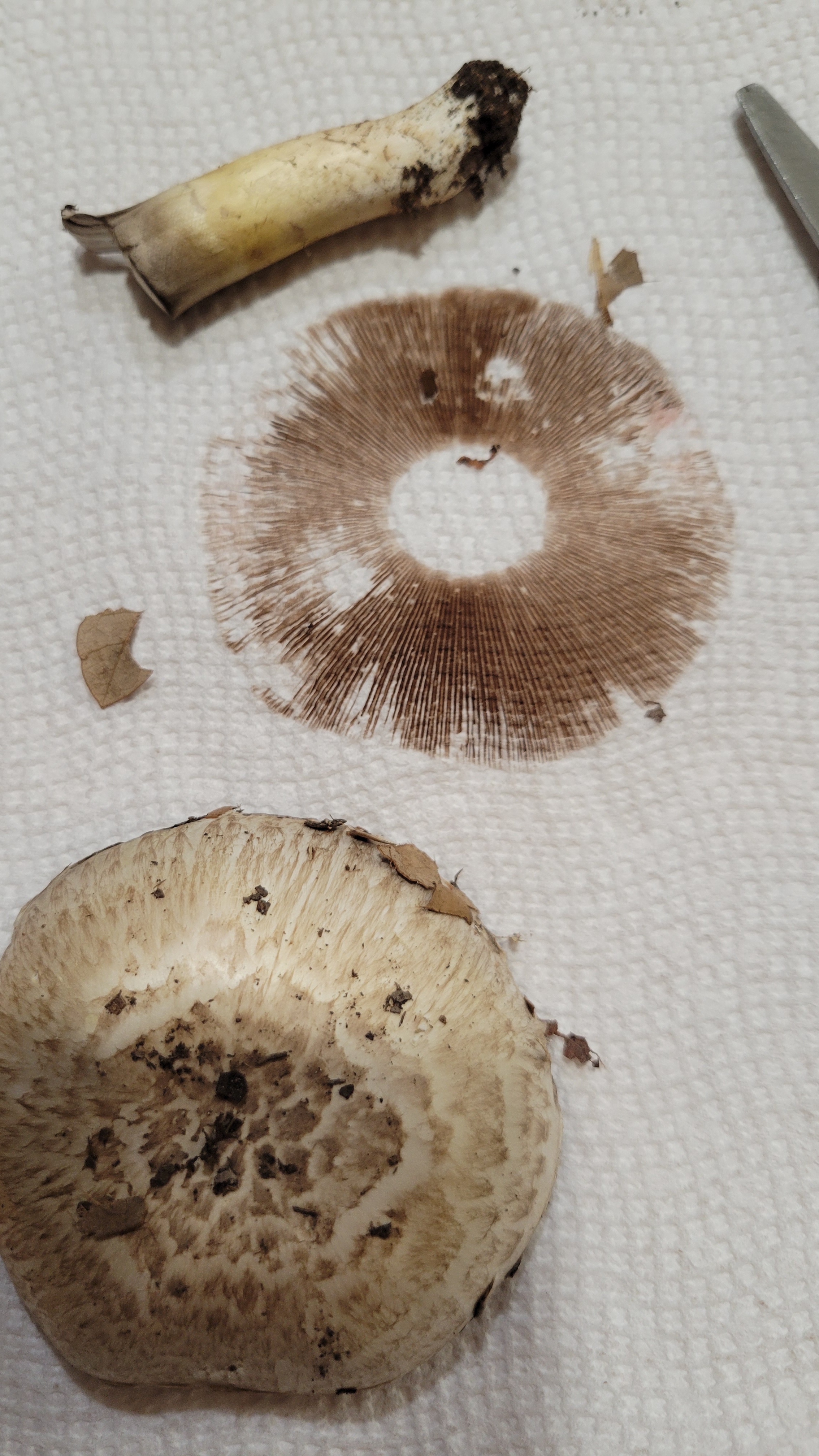 Agaricus: Which Type Are We Talking About?