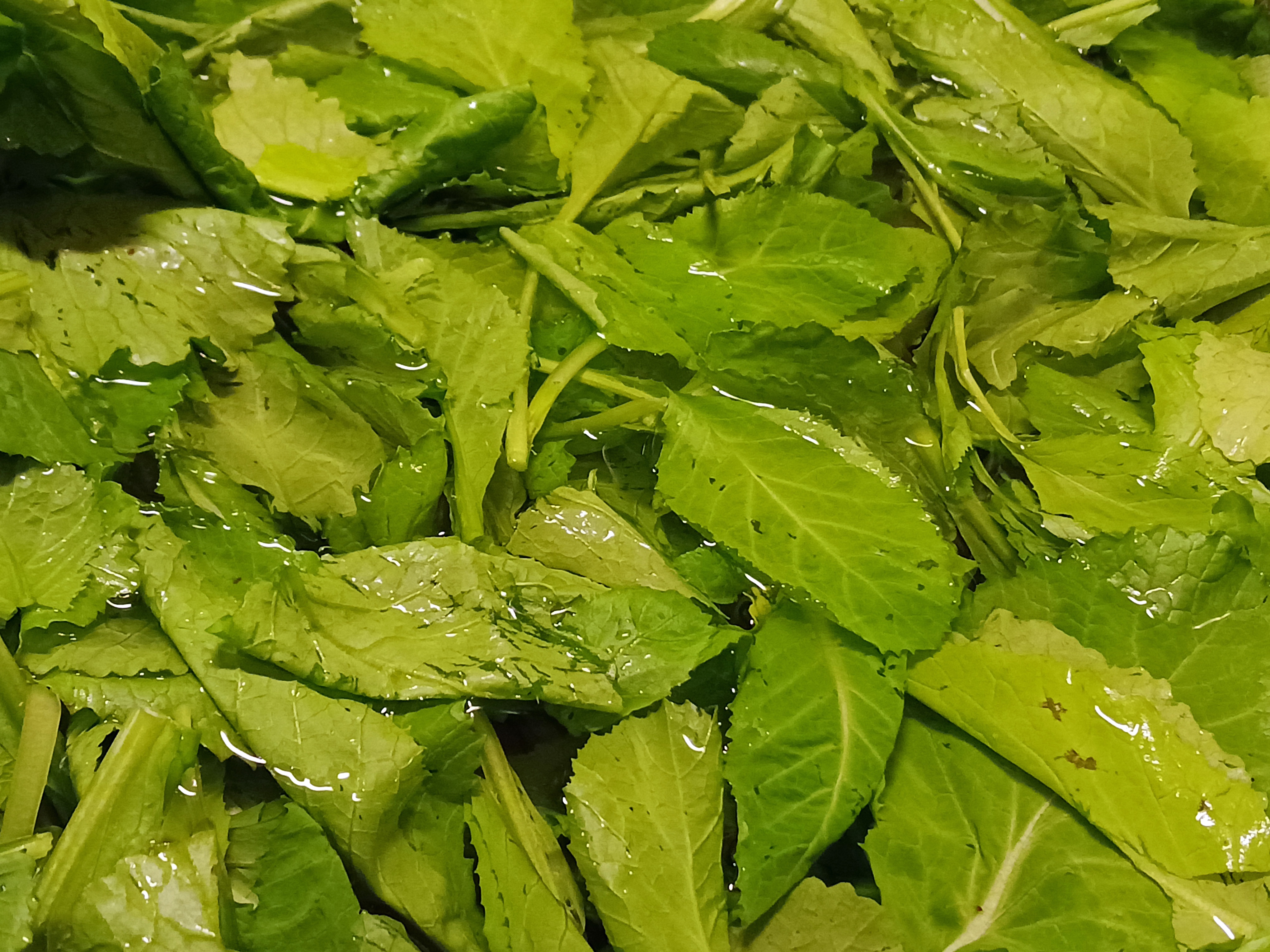 All about those leafy greens!
