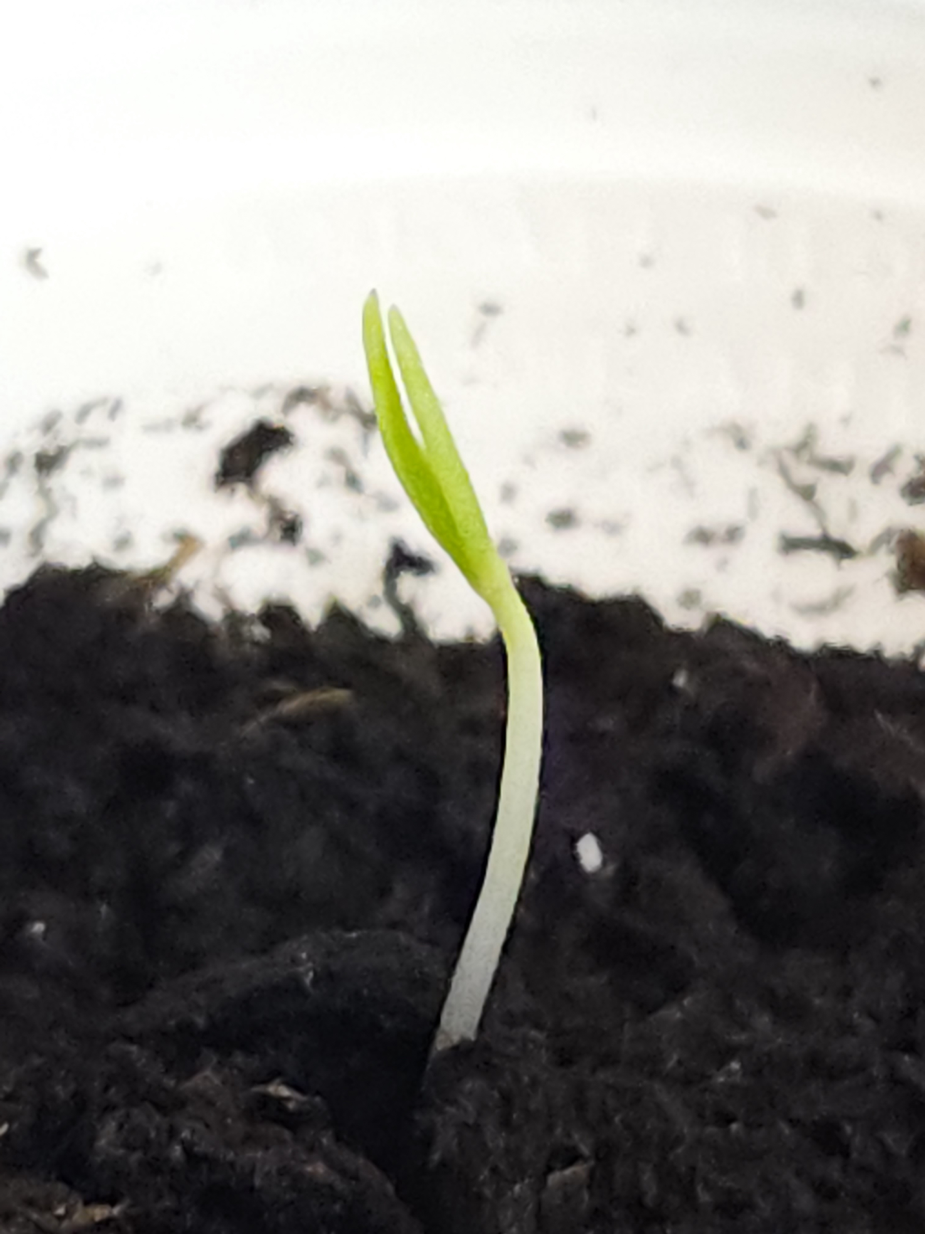 Welcome to the World, Baby Bhut Jolokia!