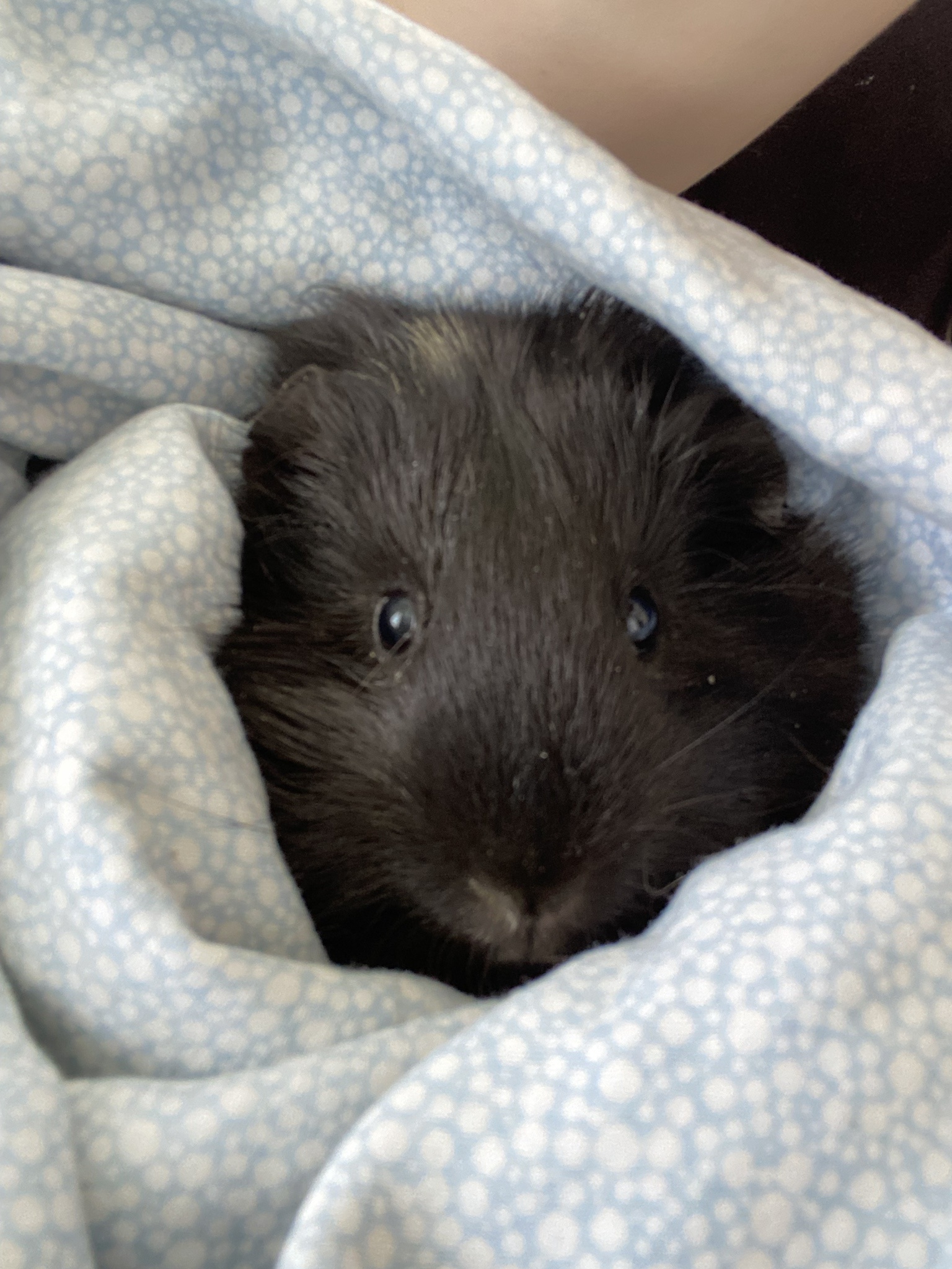 Would You Really Deny This Adorable Pig a Pepper?