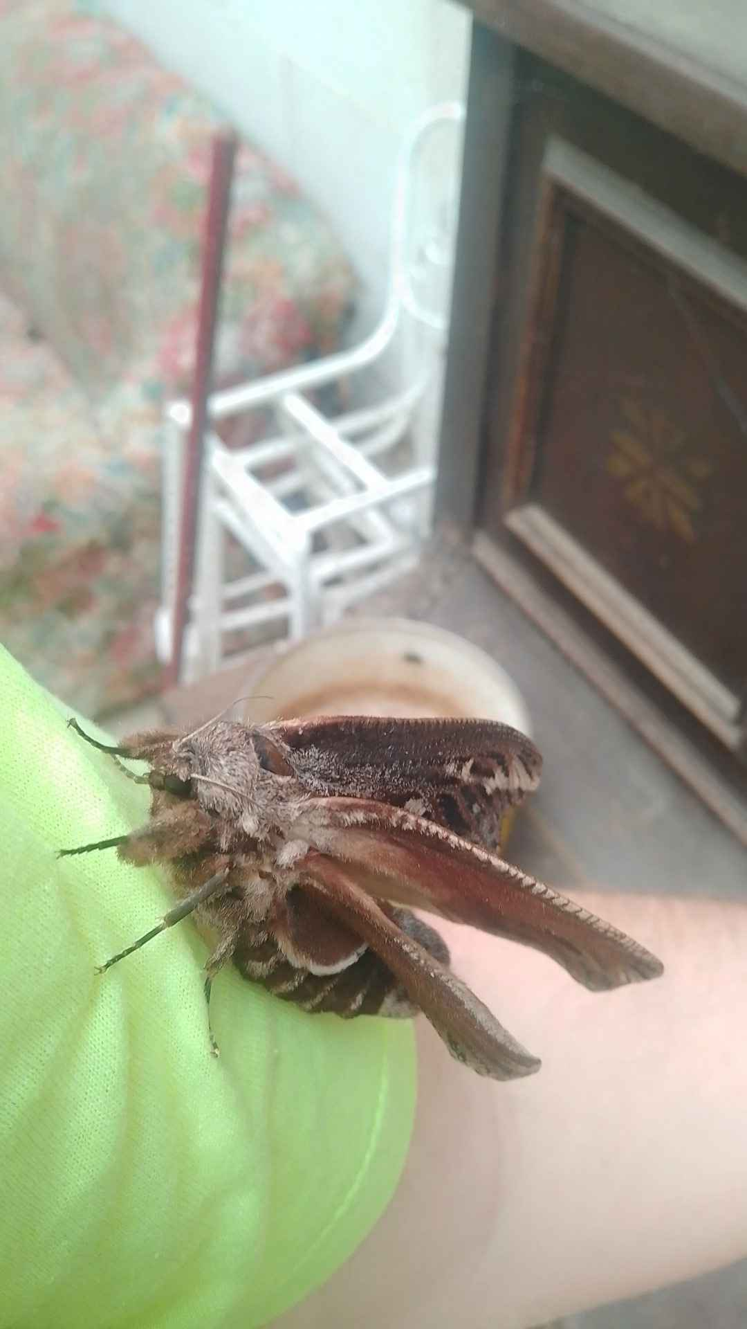 Looking back, I was so fortunate to meet this guy on his first day in the wild (Australian flood moth)