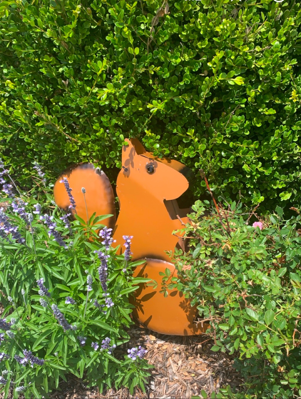 On a mission to gather all the acorns!