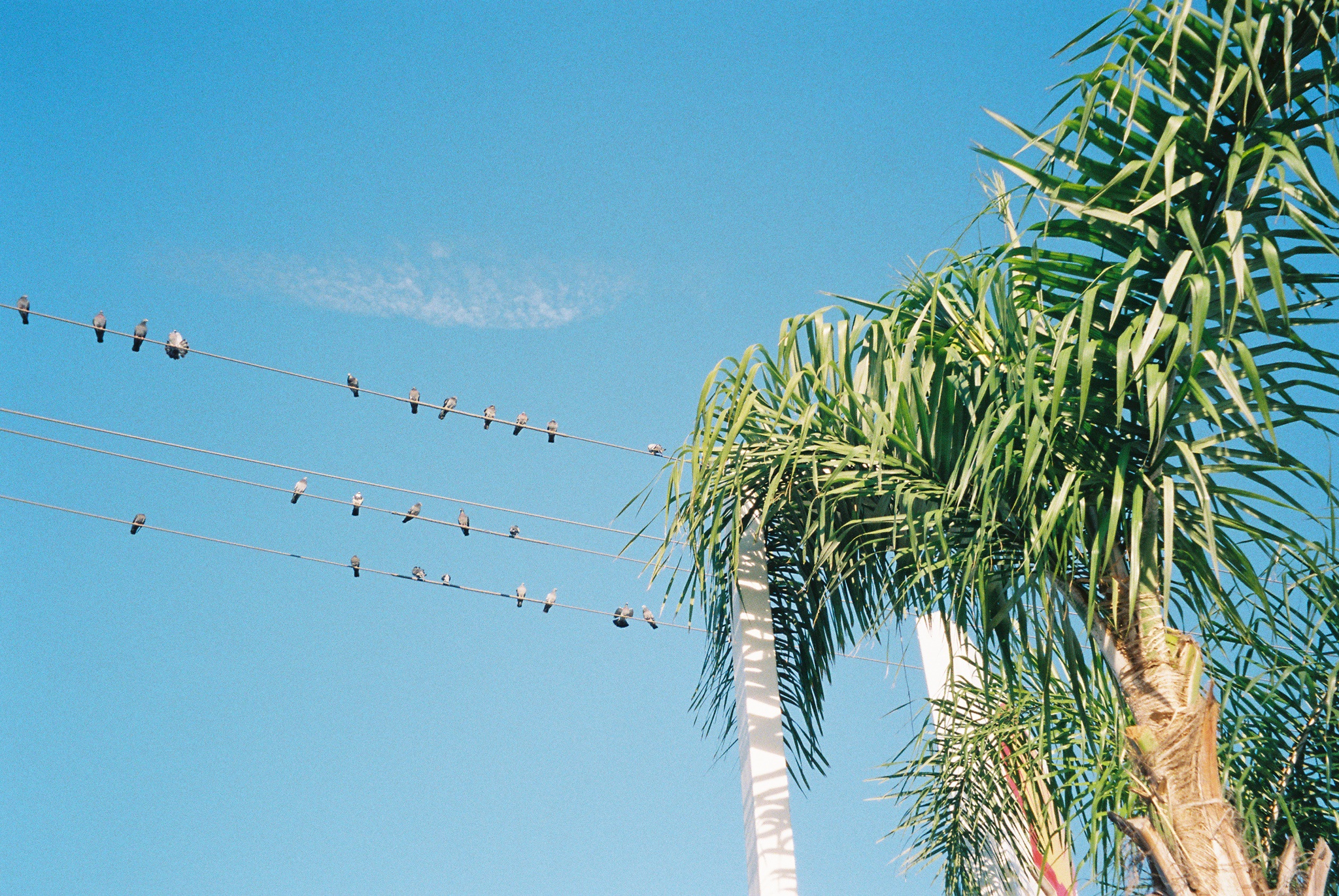 Captured on 35mm Film: Costa Mesa, CA, 12/24