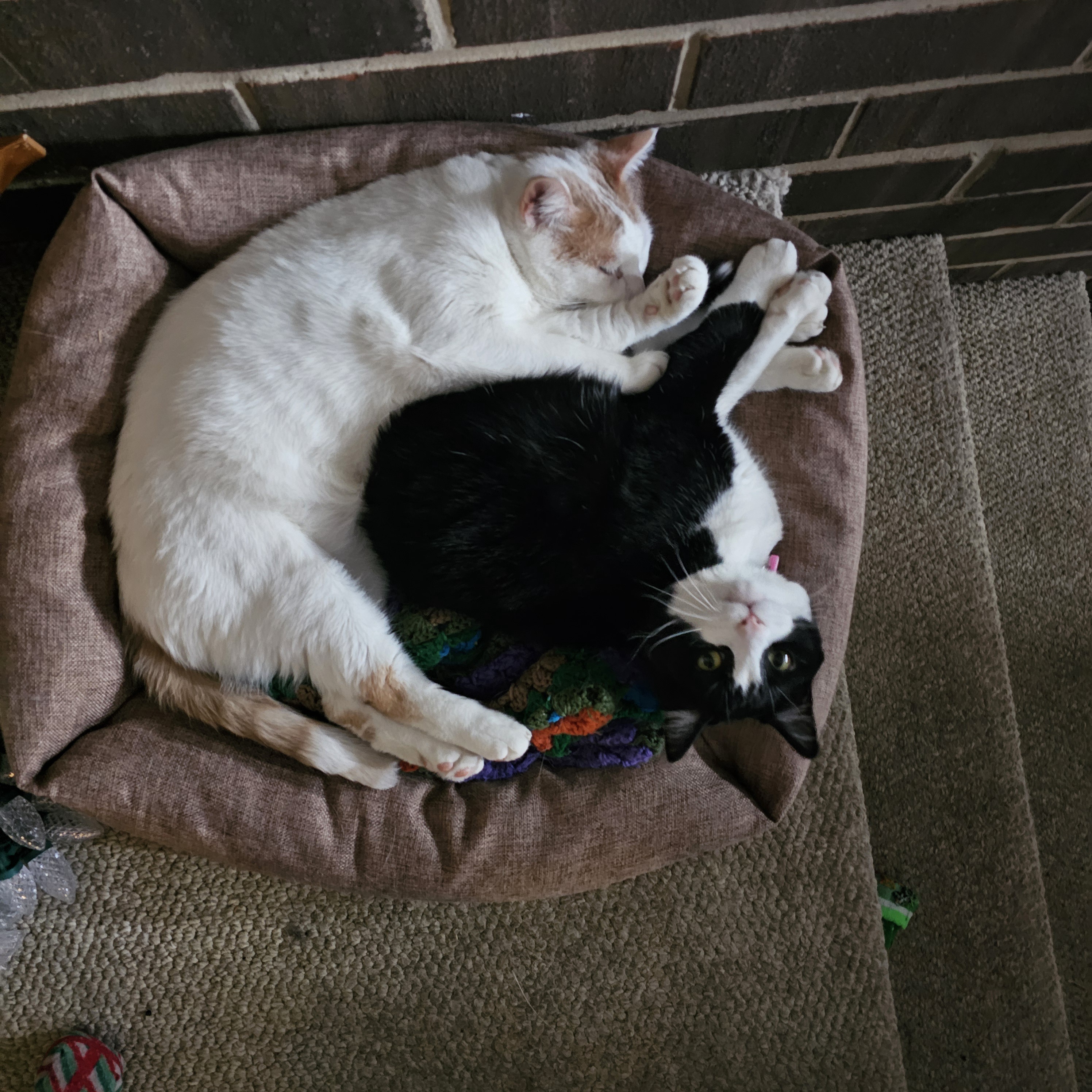 Brotherhood: The Bruvvers Unite