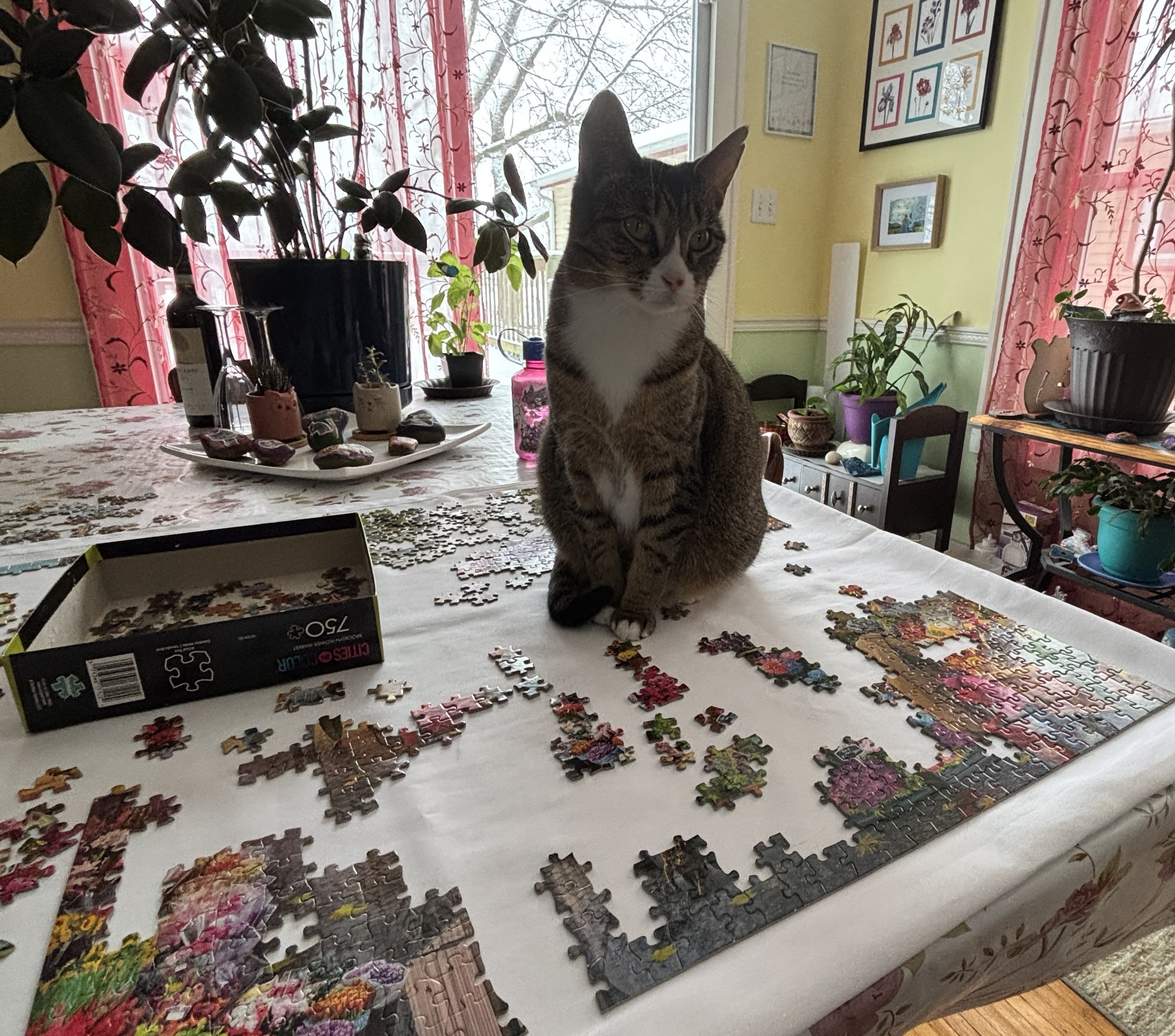 Caturday: Your Puzzle-Solving Companion