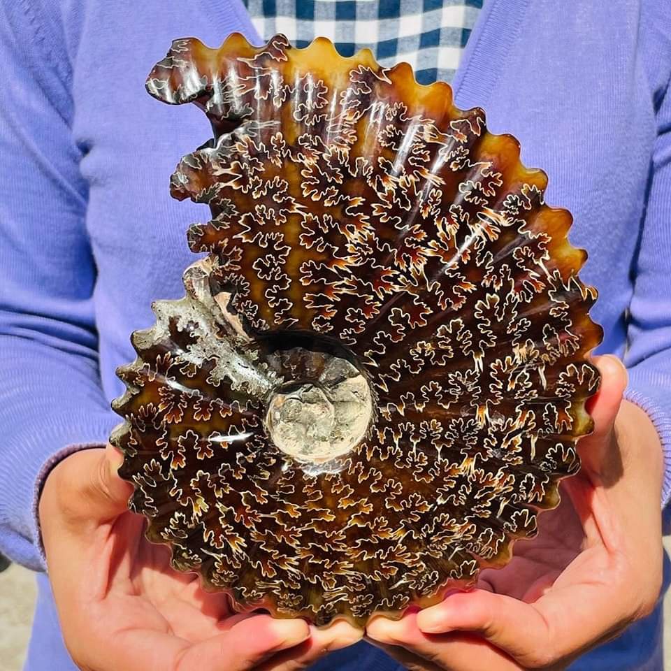 Behold the Stunning 3.02lb Douvilleiceras Ammonite Fossil, Millions of Years in the Making