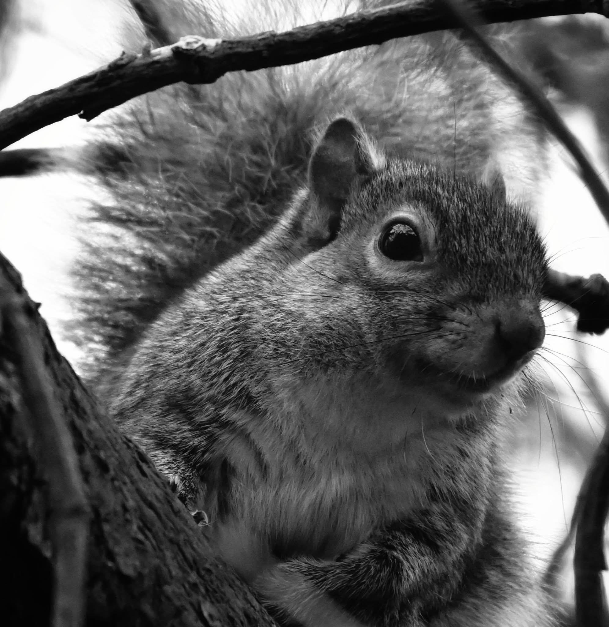 Just a squirrel doing squirrel things.