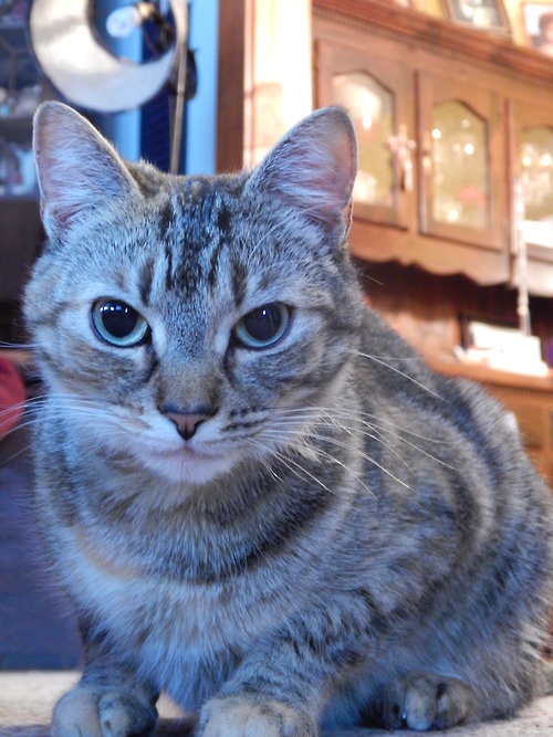 Today's featured feline friend