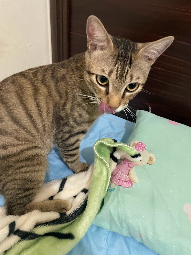 The Adorable Cat Chronicles