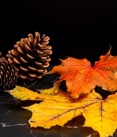 Another pinecone added to our collection!