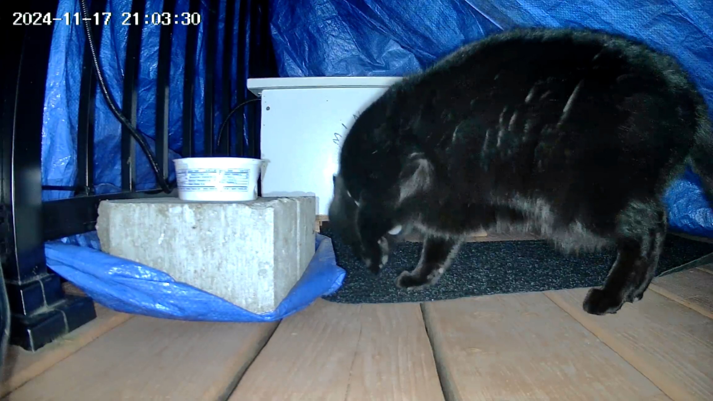 The Fascinating World of Cats