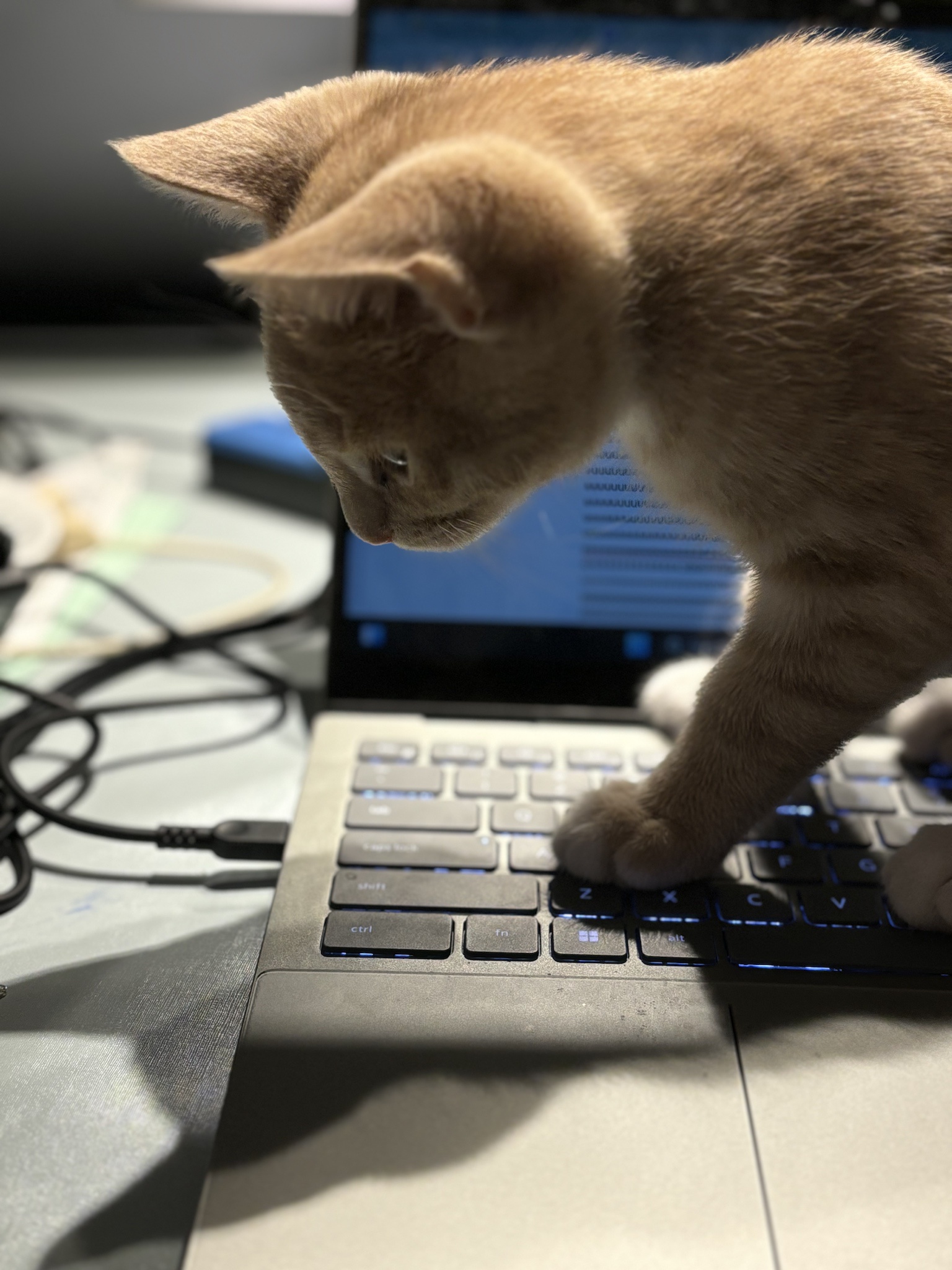 Kittens: The Ultimate Cuteness Overload