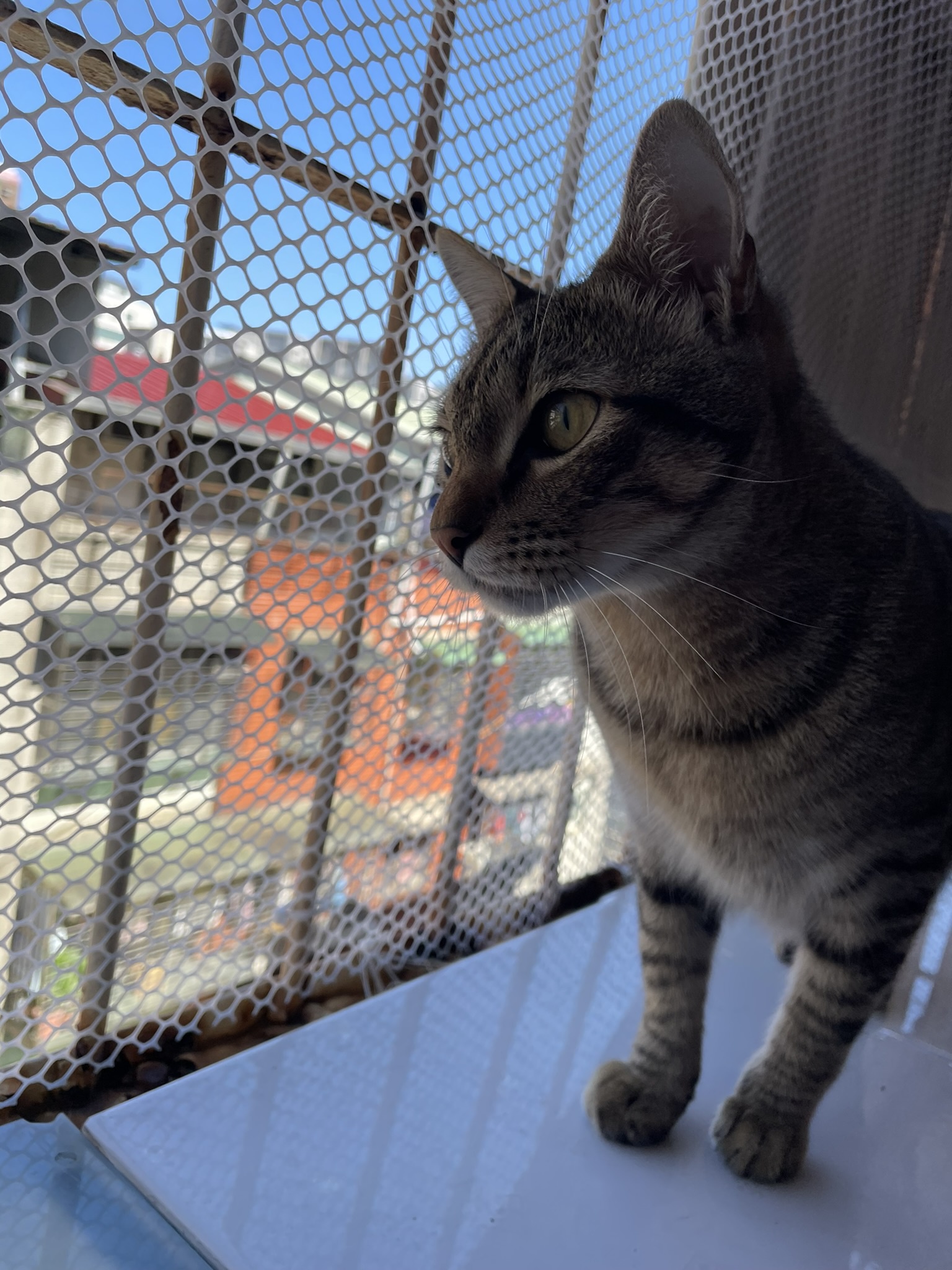 A Cat's Fascination: Watching Birds in Awe