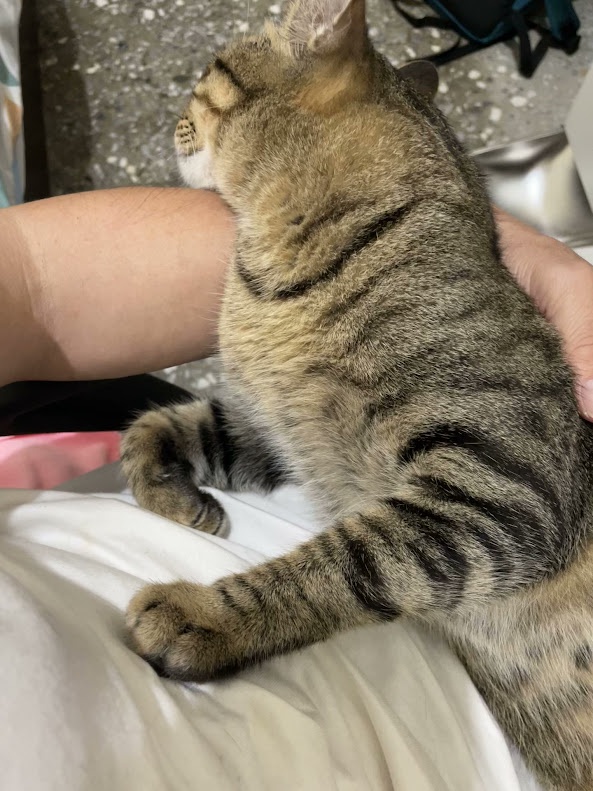 Cuddly kitty moment