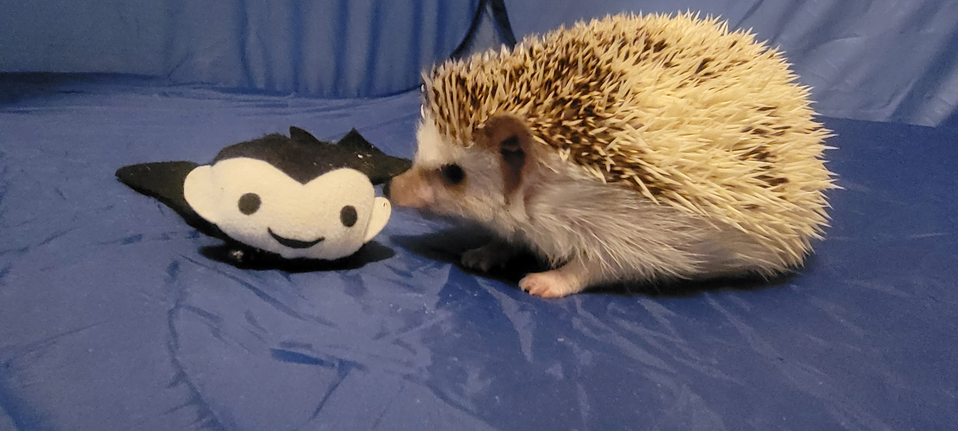 Adorable Hedgehog Playing with Its Favorite Toy
