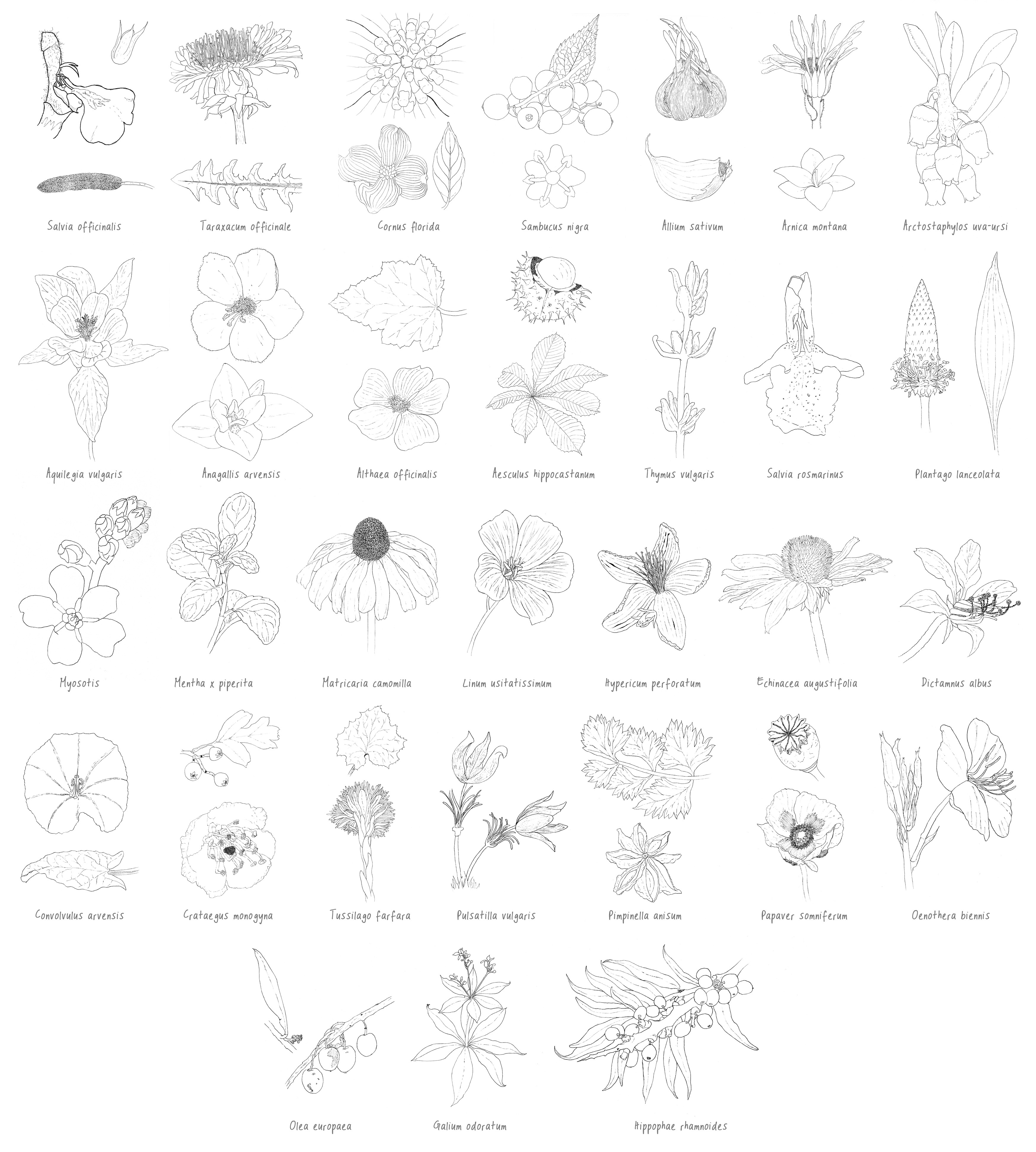 Get Ready for Inktober 2024!