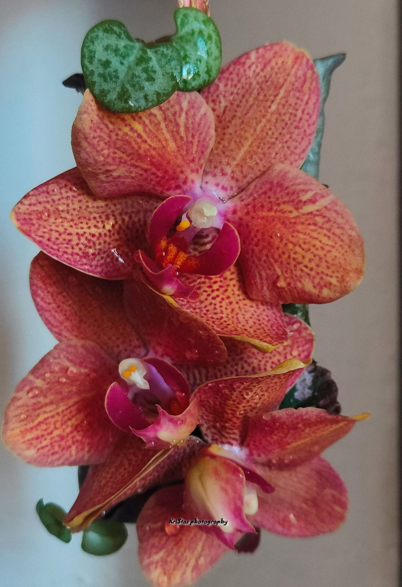 A beautiful bloom in full glory