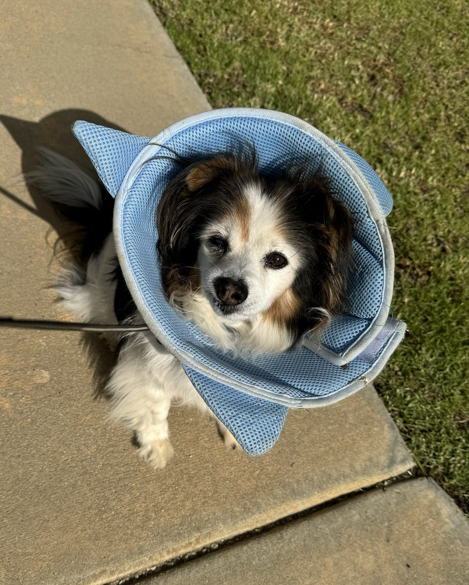 Daily Dose of My Adorable Dog Panko
