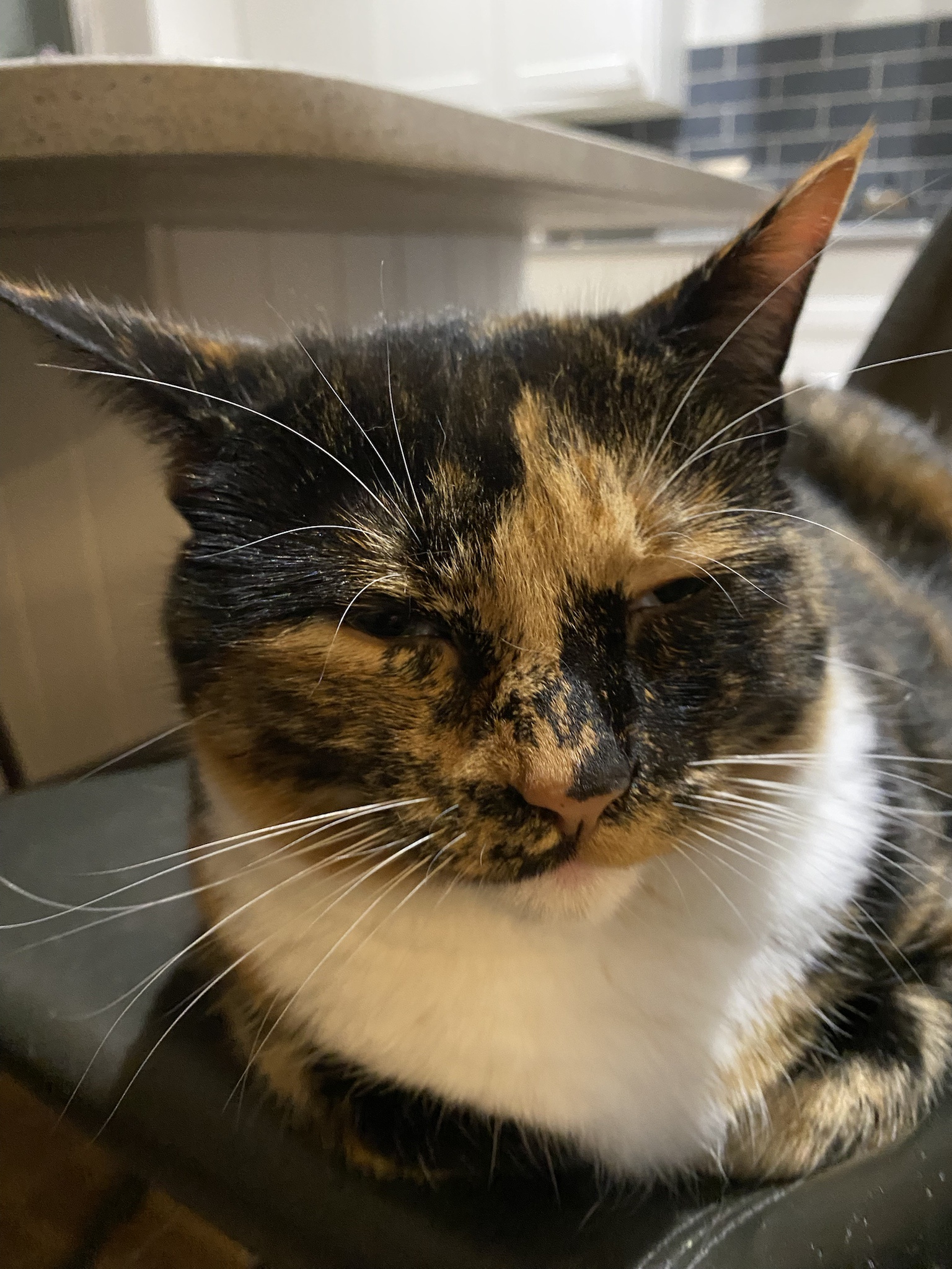 Crumble's Daily Snapshot: A Glimpse into My World
