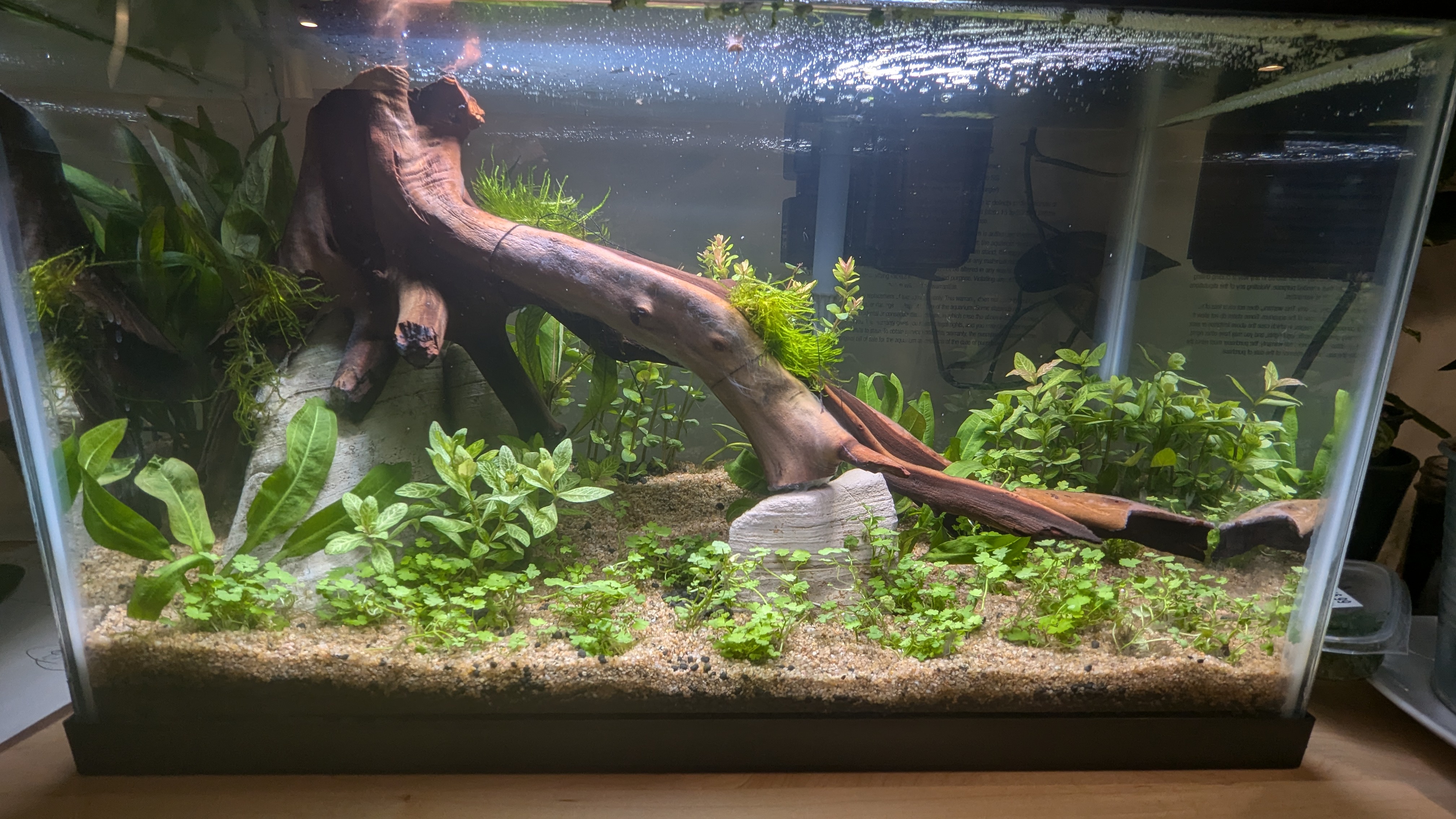 My First Aquarium: Witnessing the Leaves Turn Red