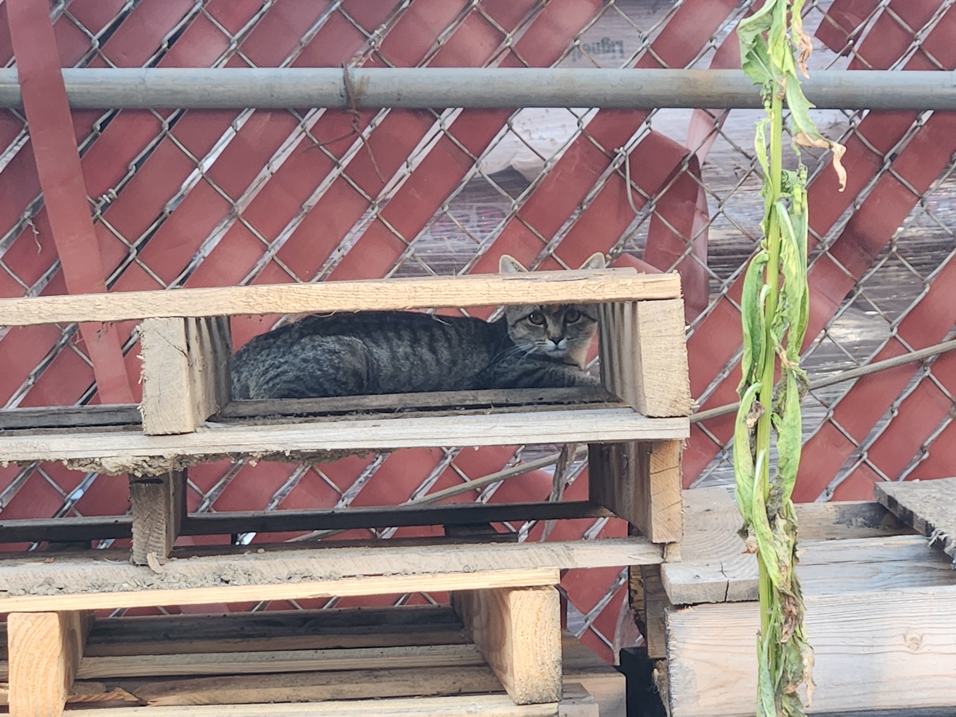The Joy of Adopting a Feral Kitten: A New Beginning