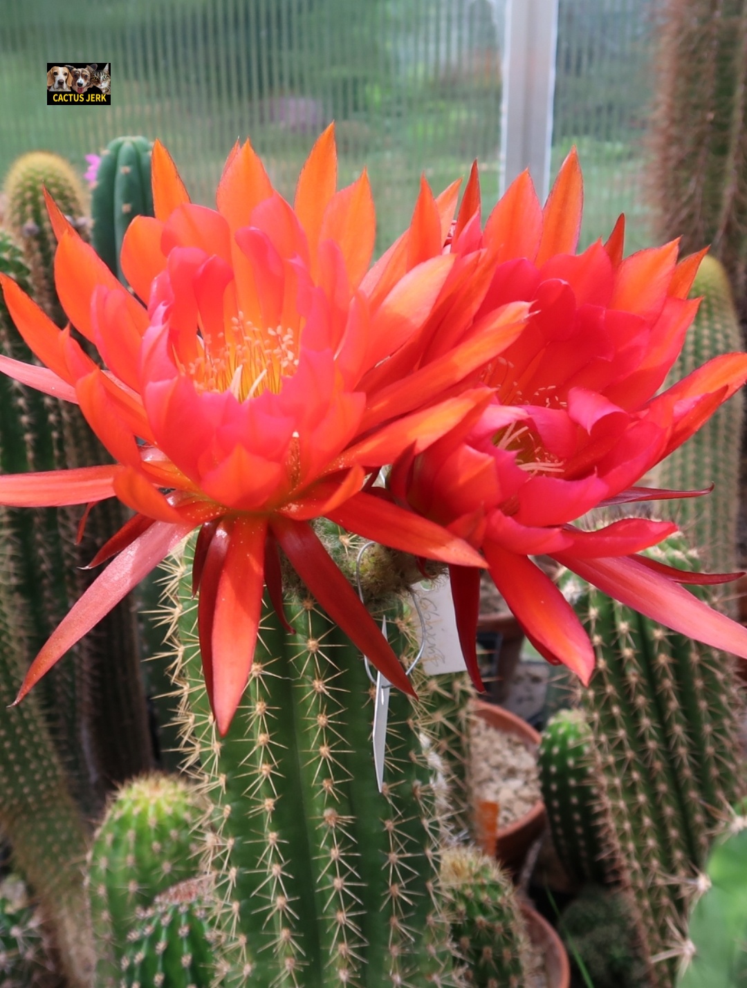Today's featured cactus: A prickly delight!