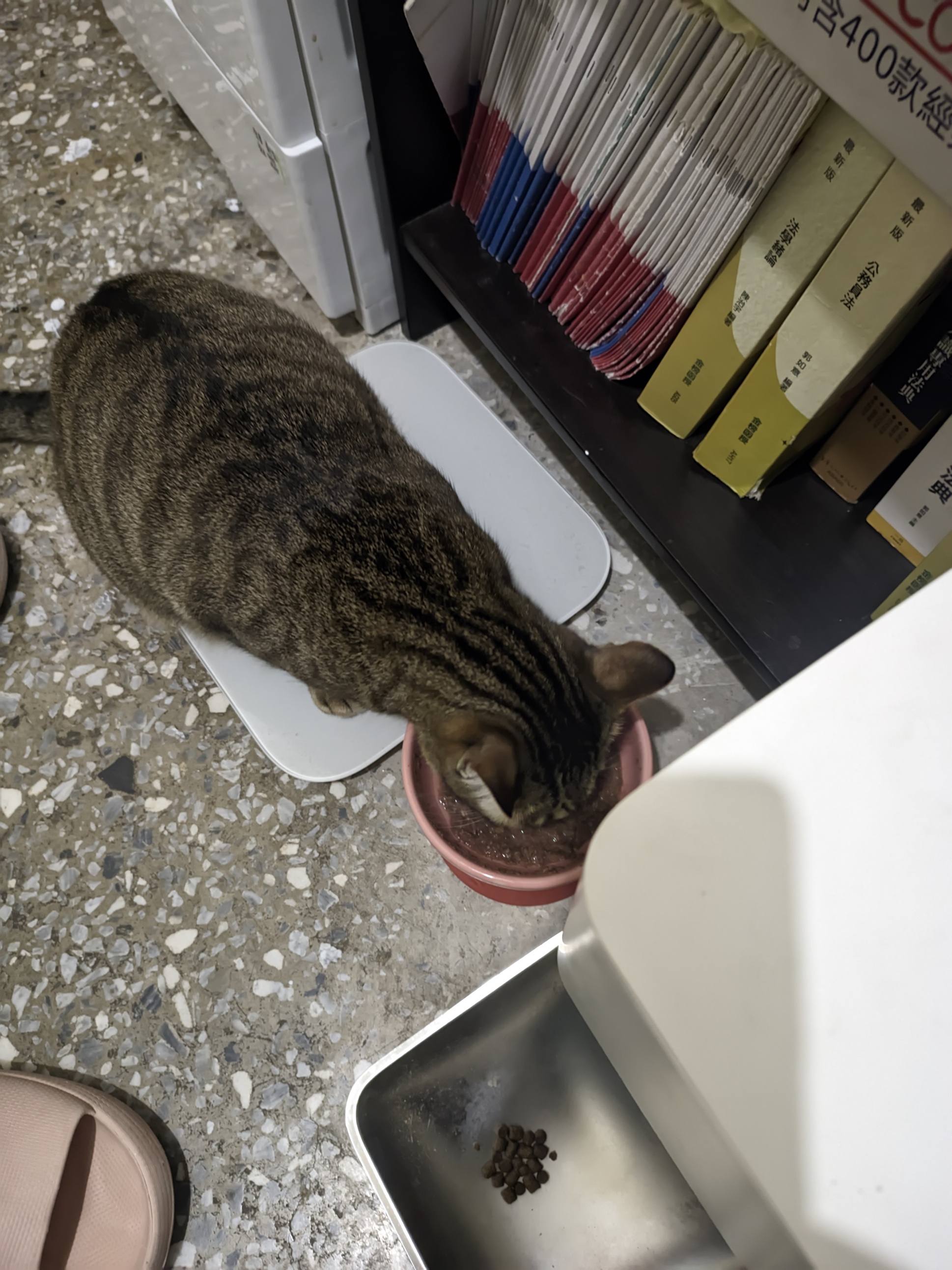 Cat Enjoying a Snack