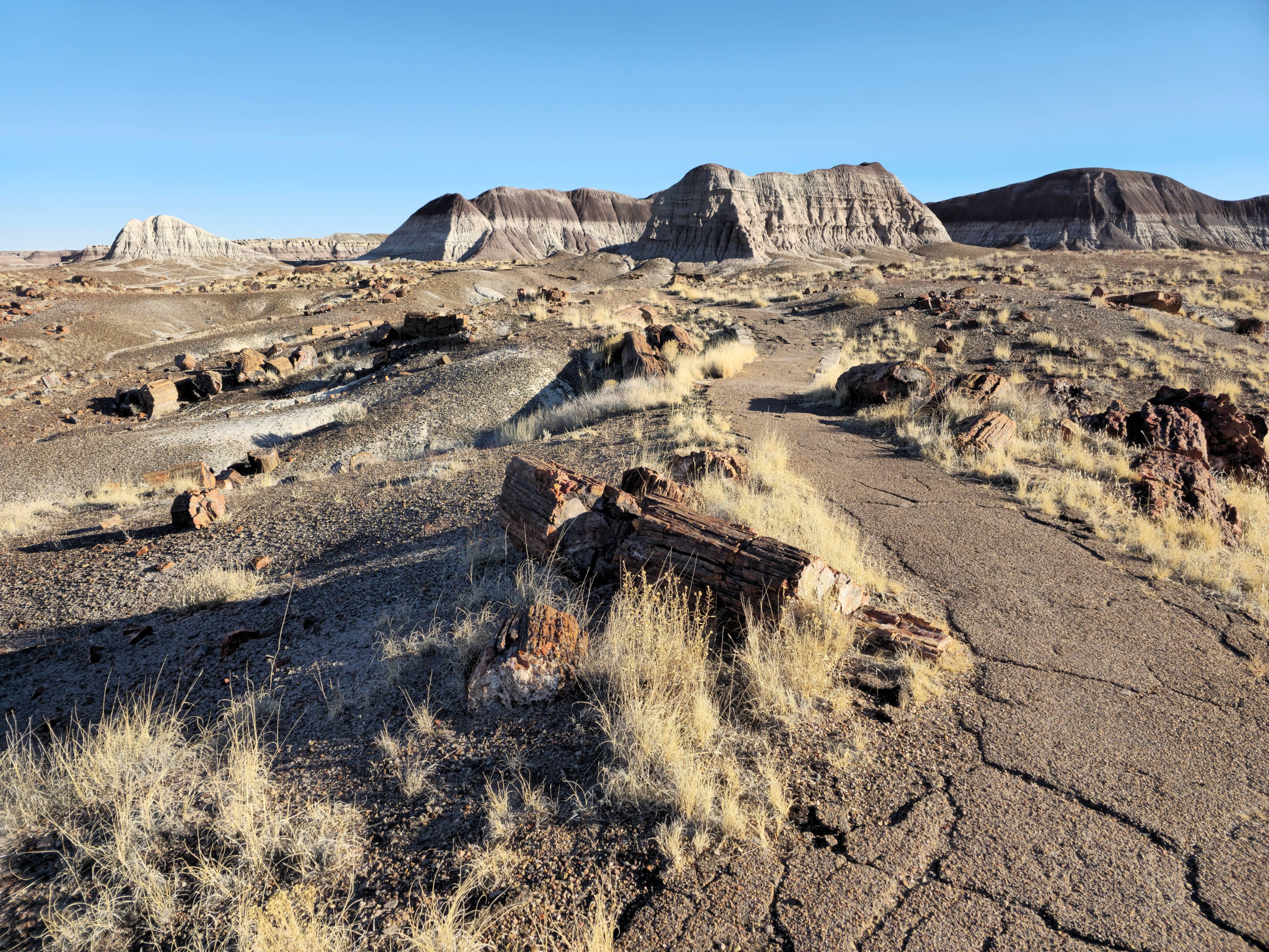 Stunning Long Logs on the Agate House Trail at Petrified Forest National Park, Arizona