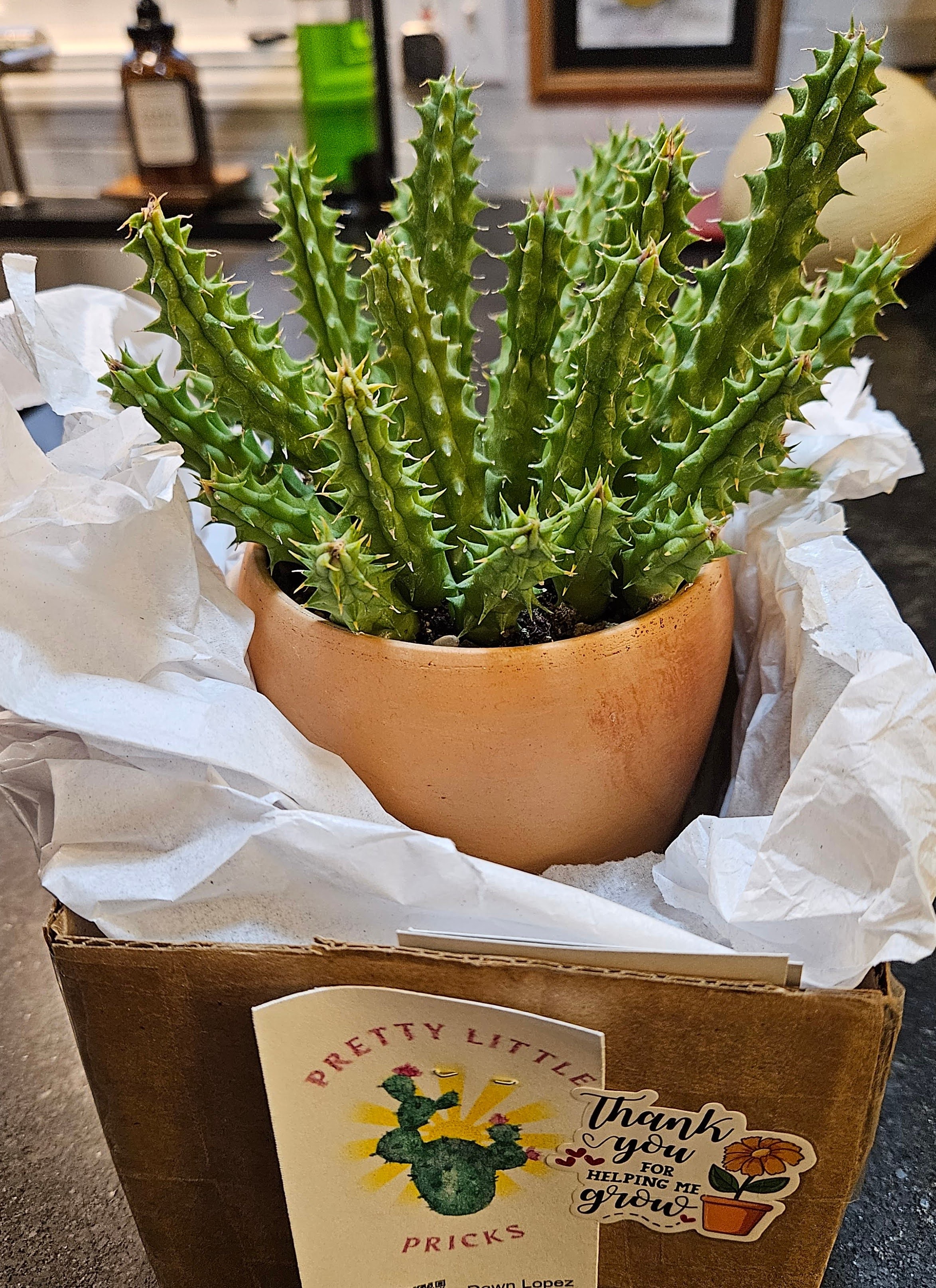 Meet my adorable little cactus!