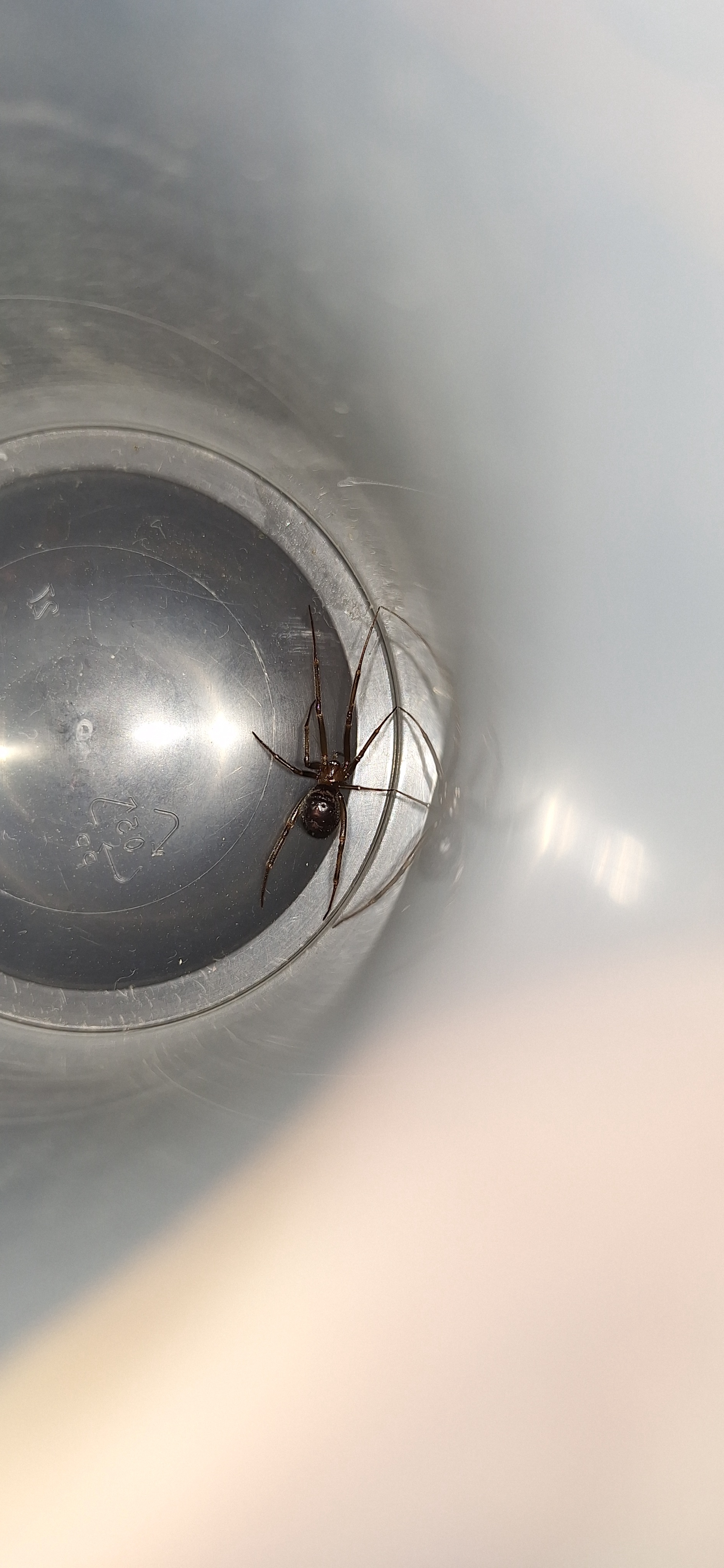 Is This a Steatoda Spider?