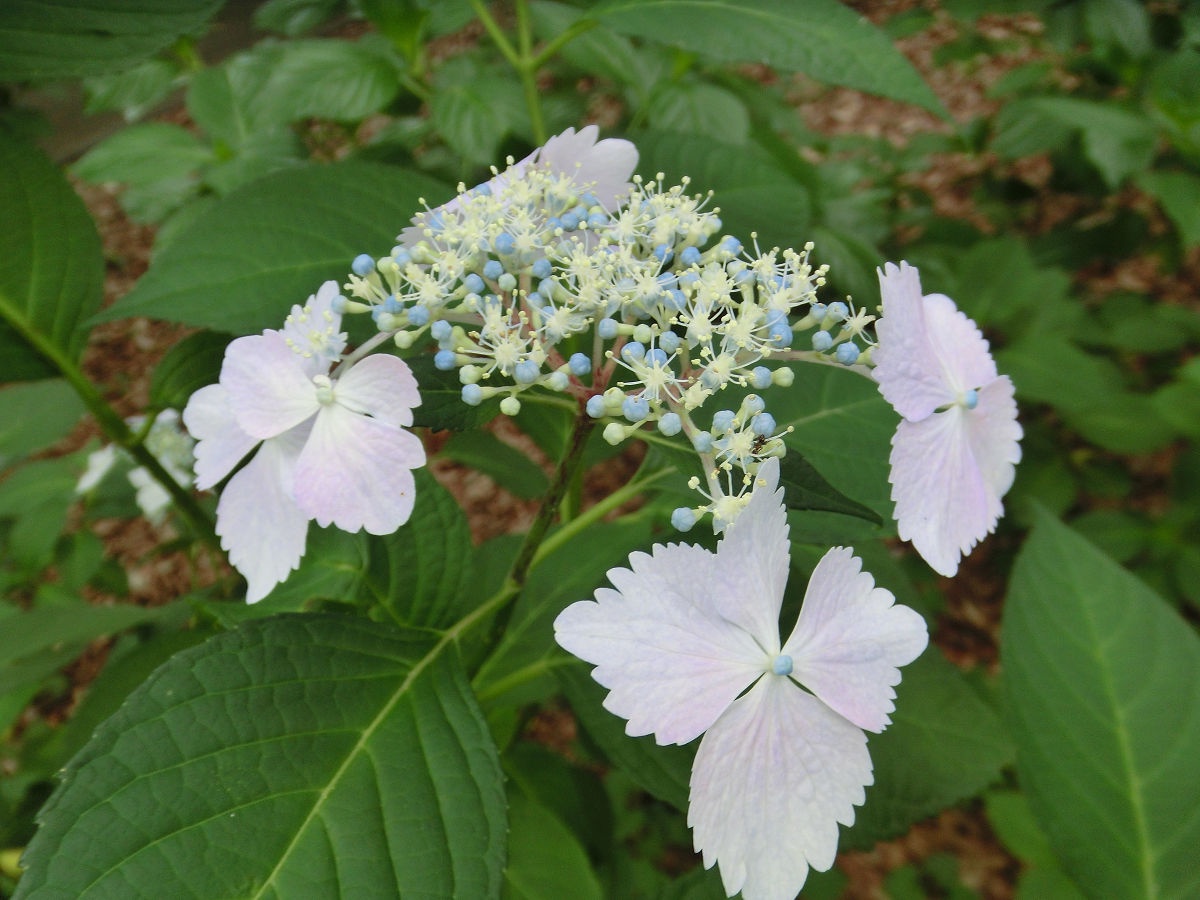 A snapshot from June 2015 at Hokuso Flower Hill Park, Chiba