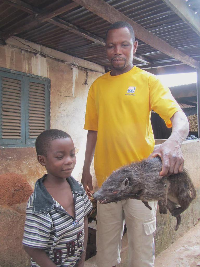 Meet the Greater Cane Rats: the large, sweet, and soft bushmeat favorite of kids in Ghana's sugar cane fields.
