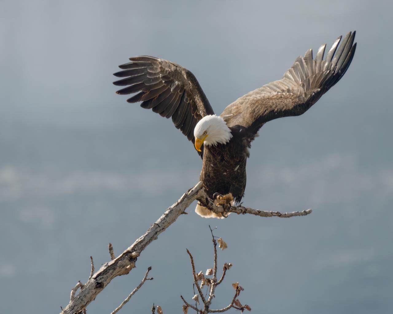 Majestic bald eagles in all their glory.