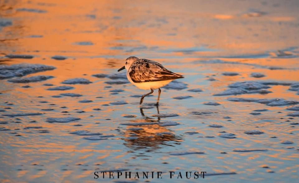 Meet the Adorable Sanderling