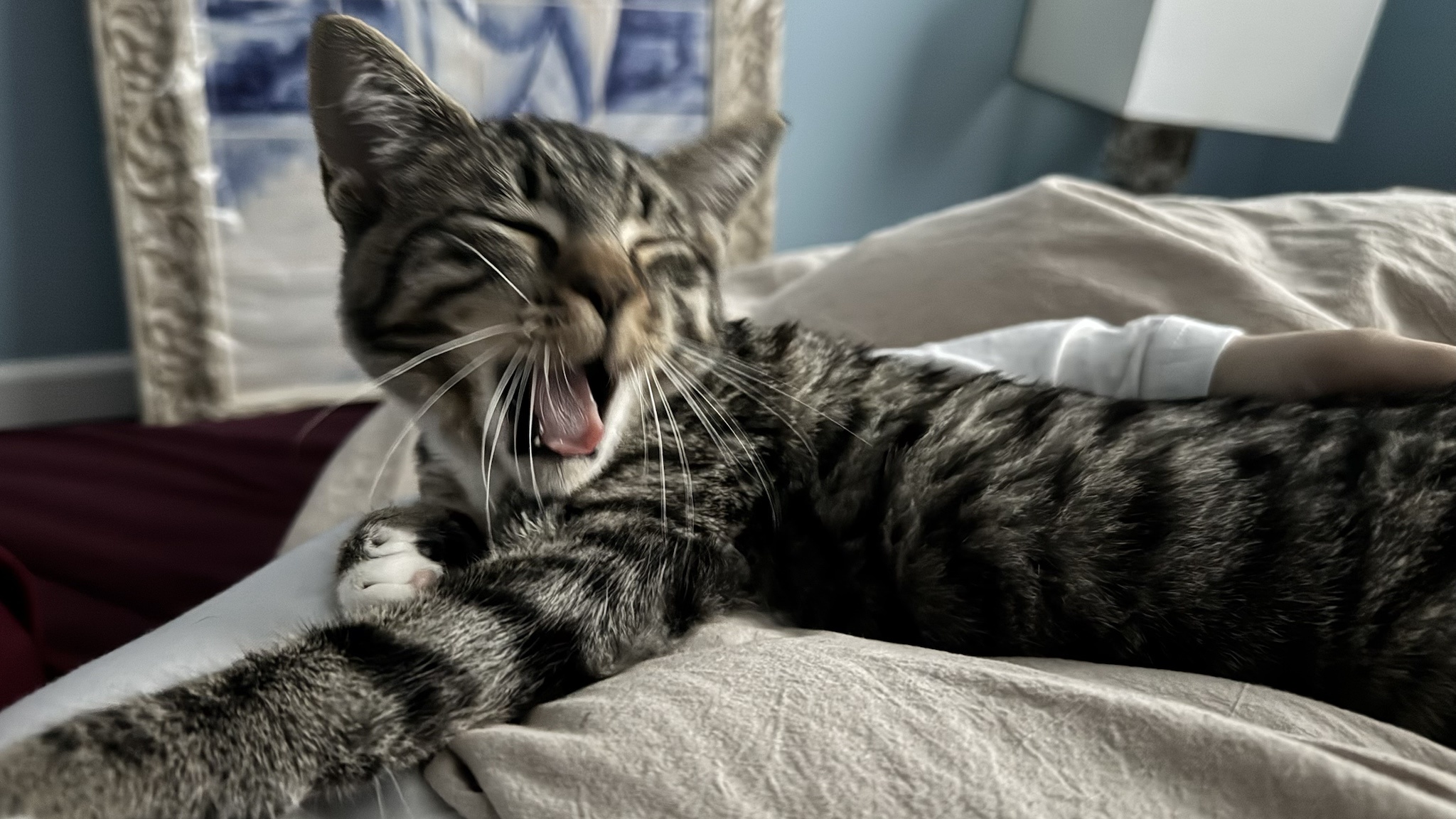 Cat Tax: Now with Extra Cuteness
