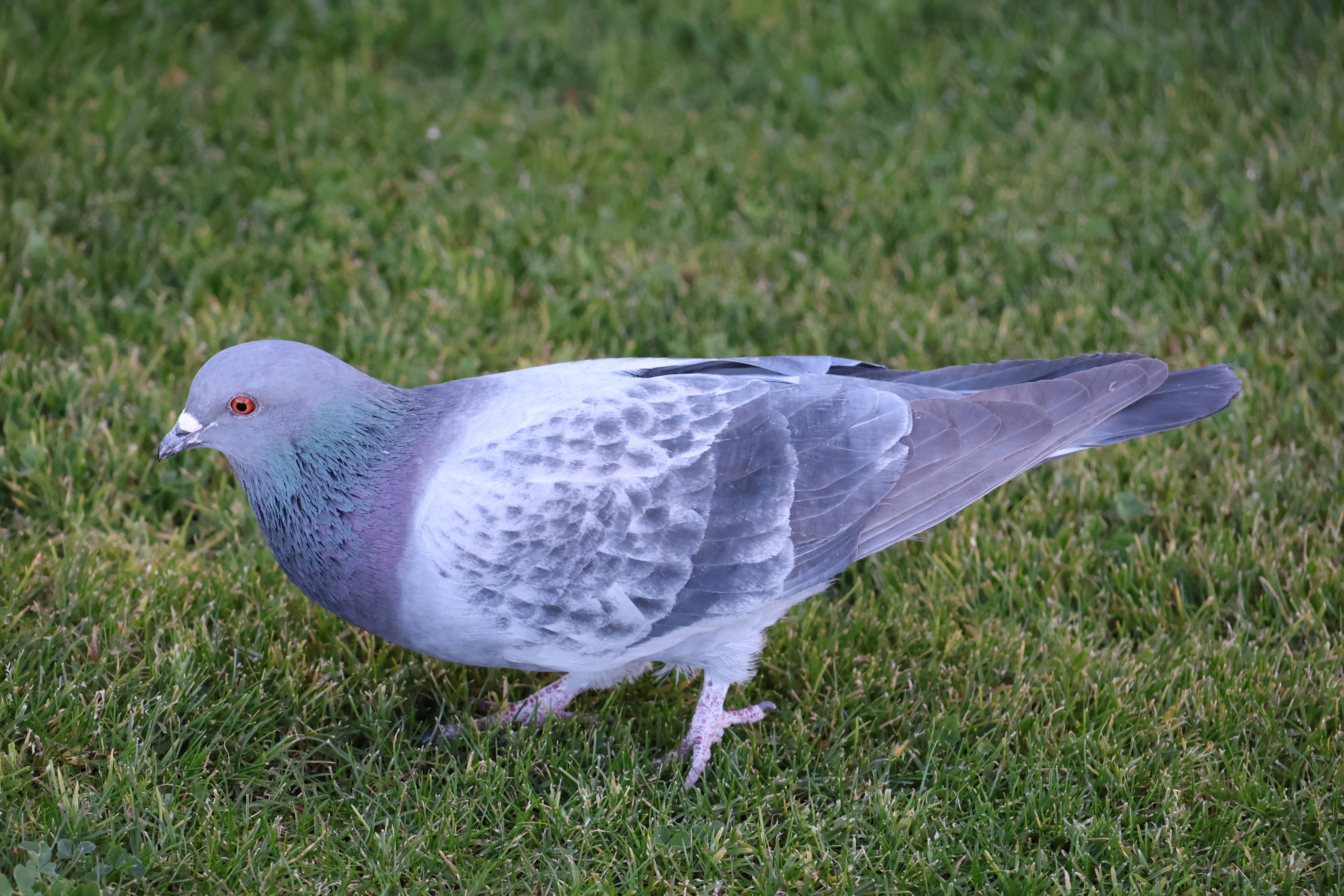 Captivating Pigeon Photography: A Feathered Showcase