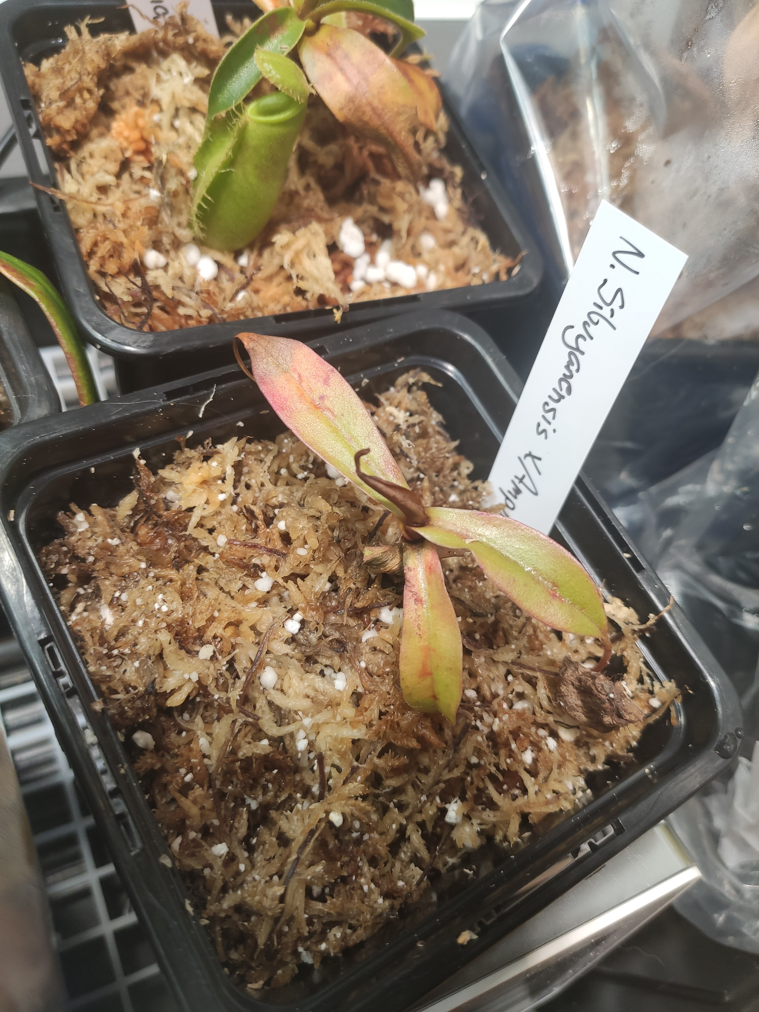 The Unique Hybrid: Sibuyanensis x Ampullaria