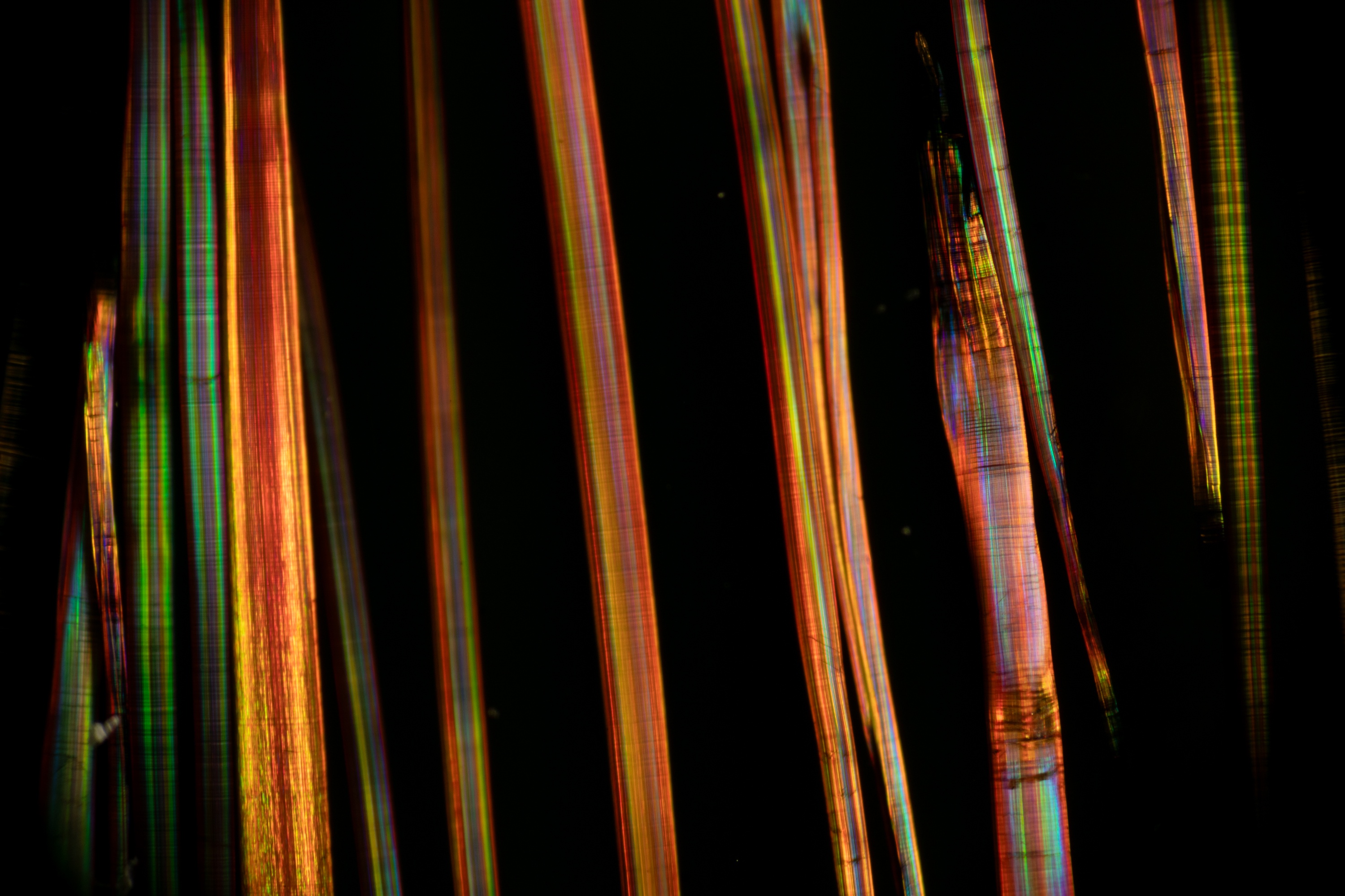 The Intriguing Bristles of the Sea Mouse