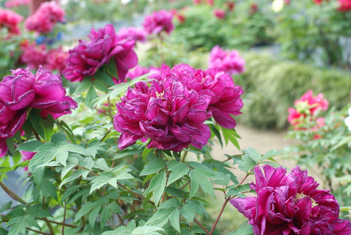 A Glimpse of Shimizu Park in April 2015