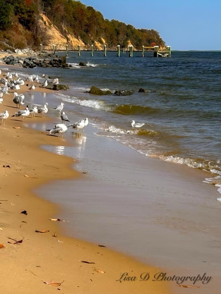 The Seagulls Are Back in Town!