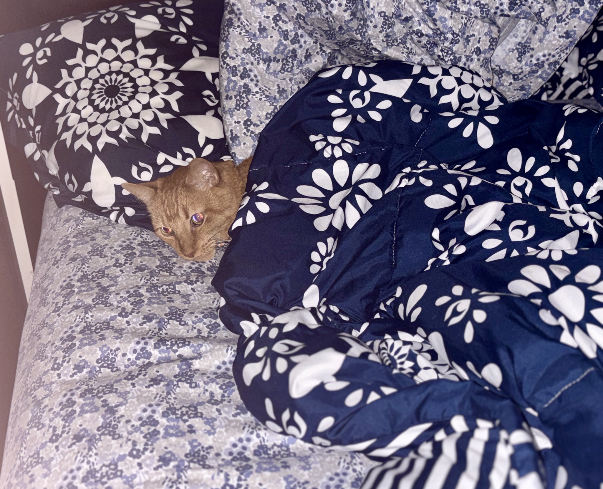 Tucked in Crumbs Celebrates the Arrival of the Weekend!