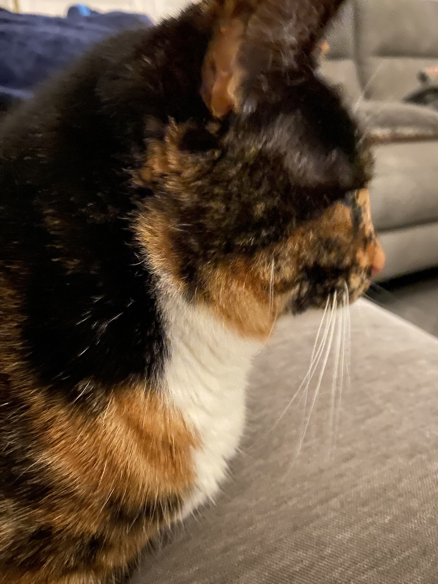 Crumble's daily picture is here to brighten your day!