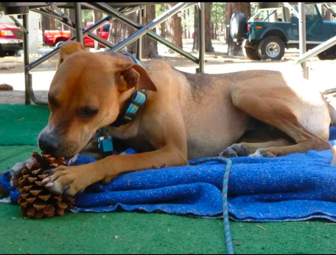 Kona's Adorable Obsession with Her Pinecone