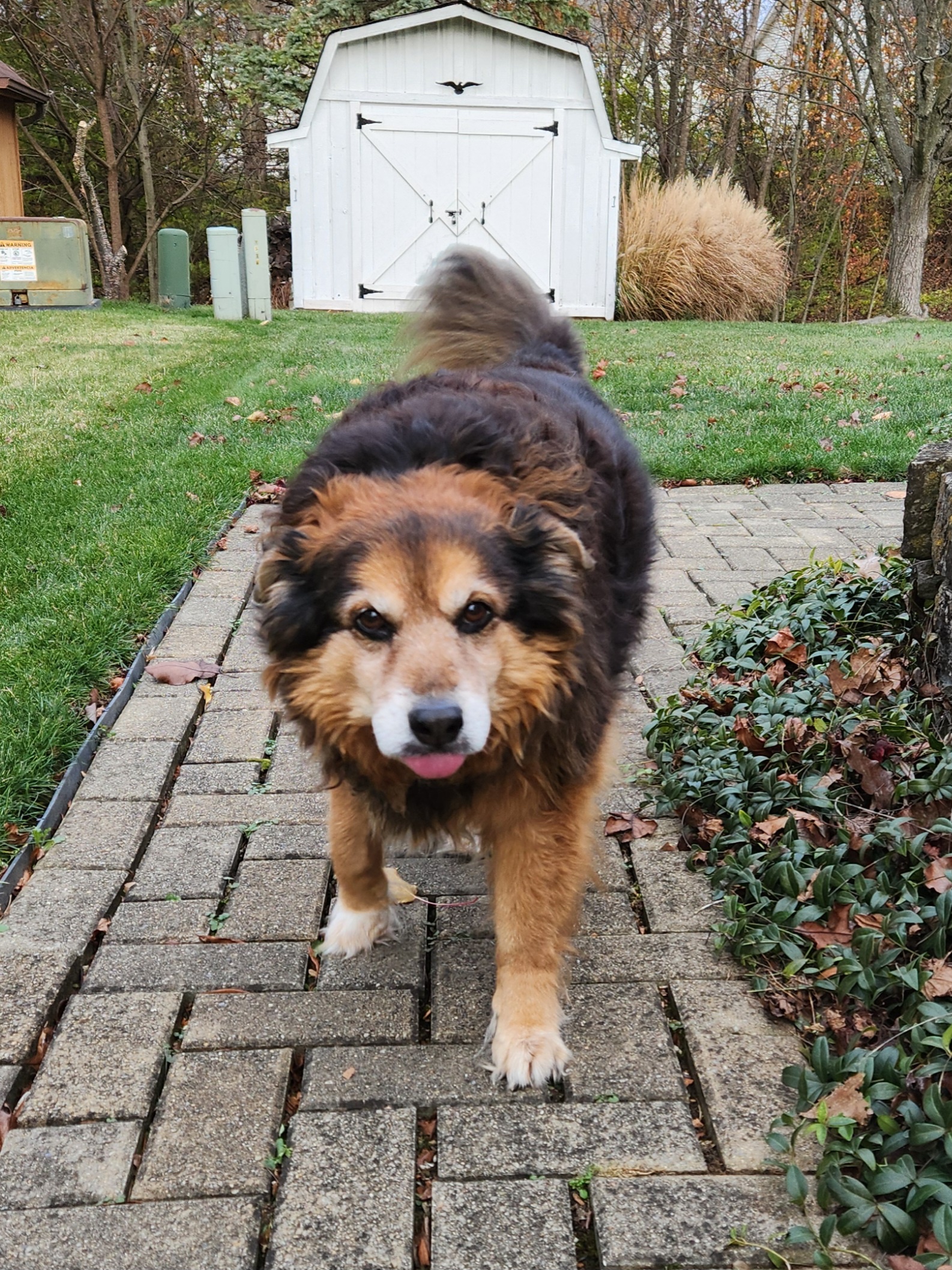 Daily Dose of Cuteness: Peanut the Dog - Day 1559