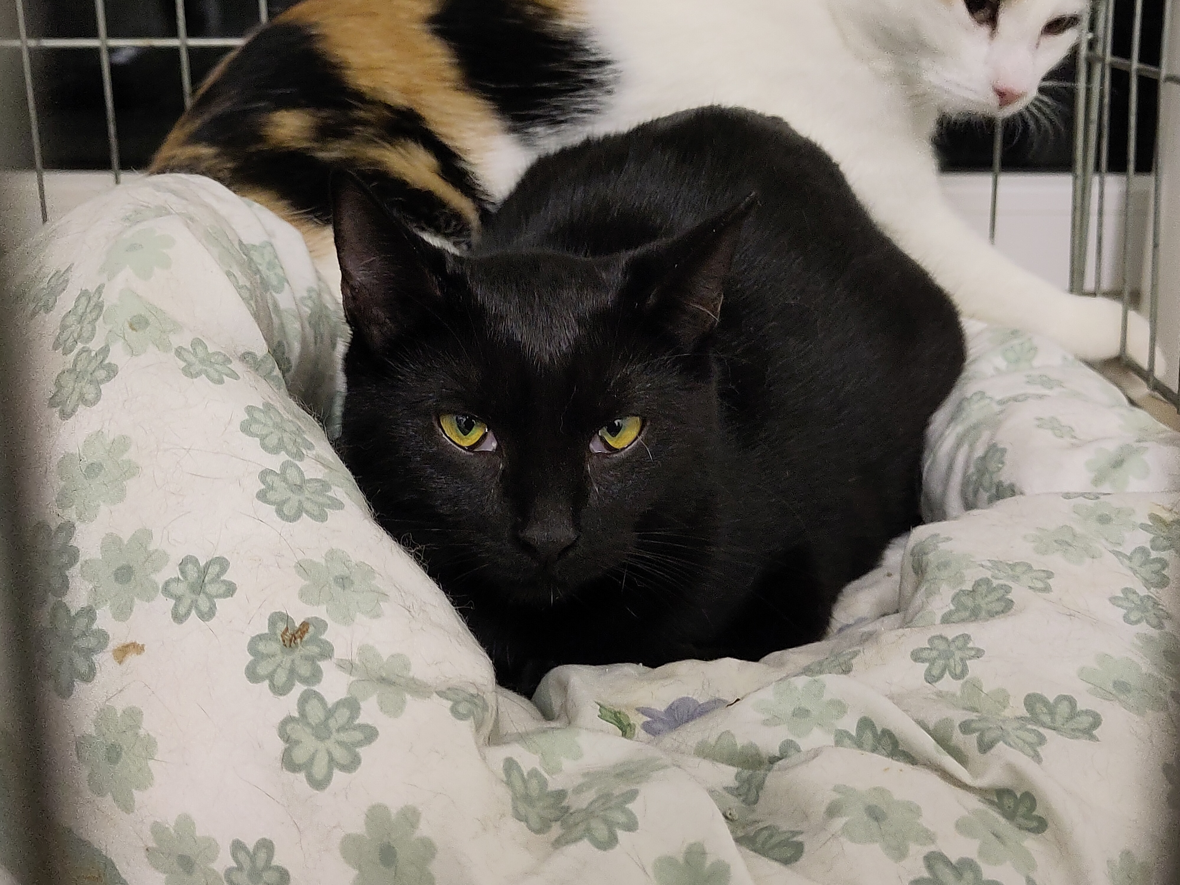 Celebrating My Cake Day with a Special Cat Reveal!