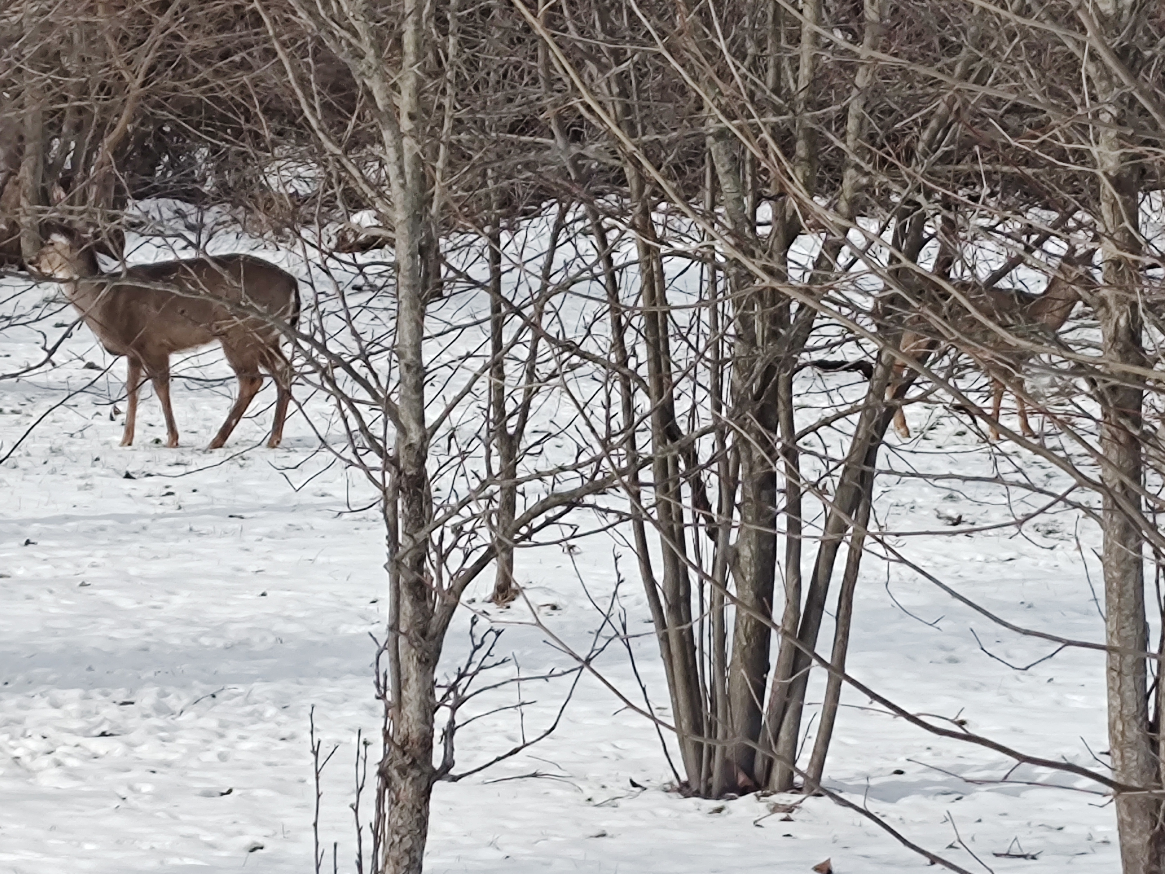 A Deer Spotted in Our Yard - January 22, 2025