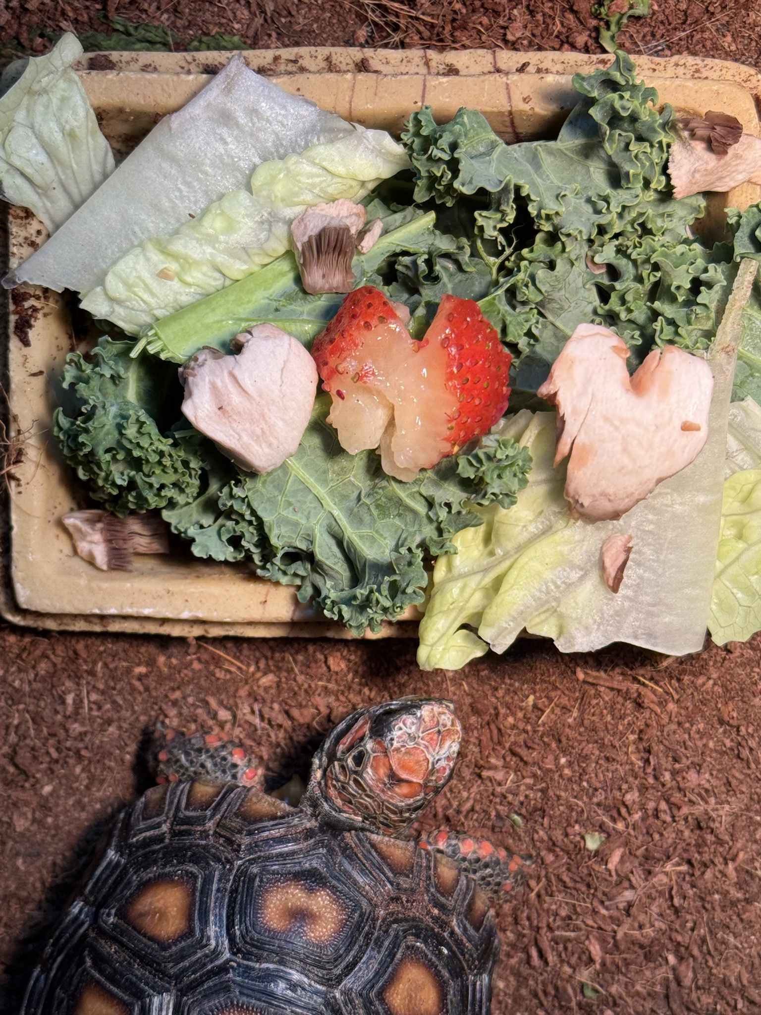 A Valentine's Feast for My Tortoise: Love That Outshines All Others