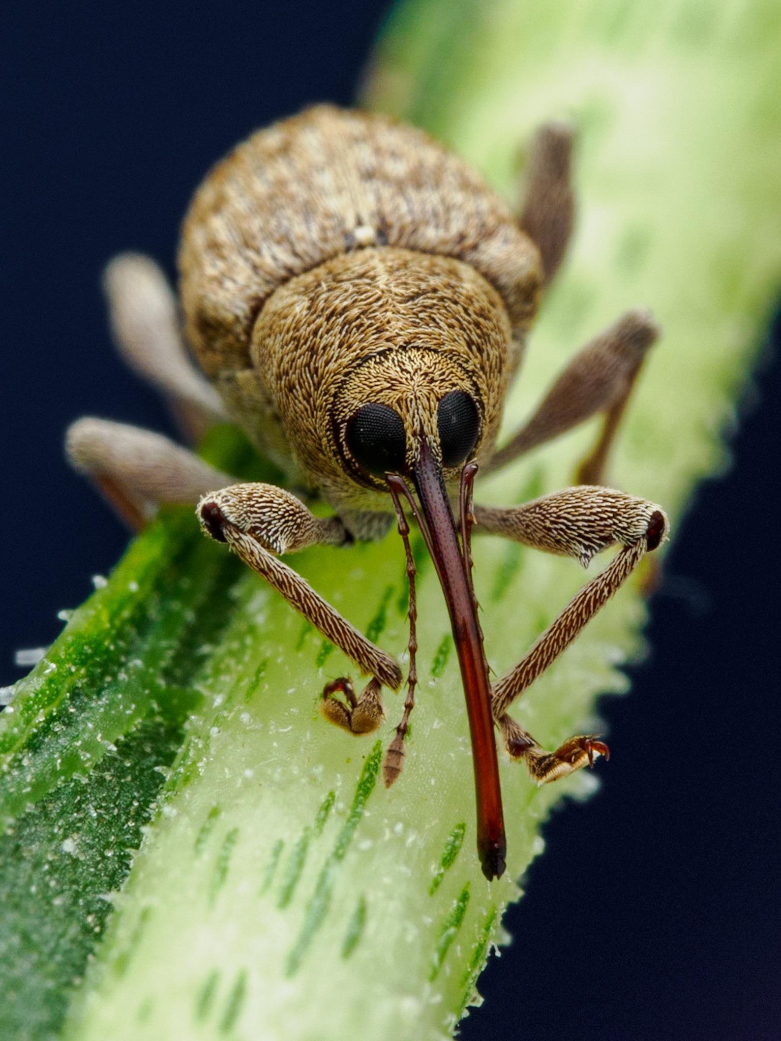 This Acorn Weevil Looks Like a Craft Project Gone Wild